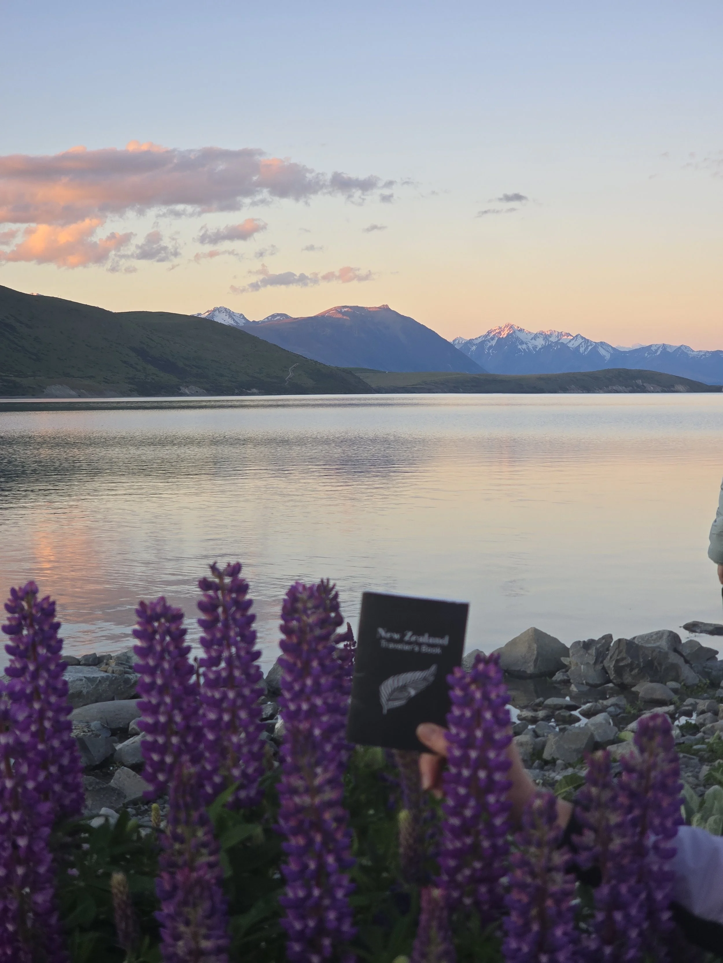 Scenic view of a lake with mountains in the background, some snow-capped peaks, and colorful clouds in the sky during sunset. Purple flowers in the foreground with a sign that says 'New Zealand Tourism Board'.