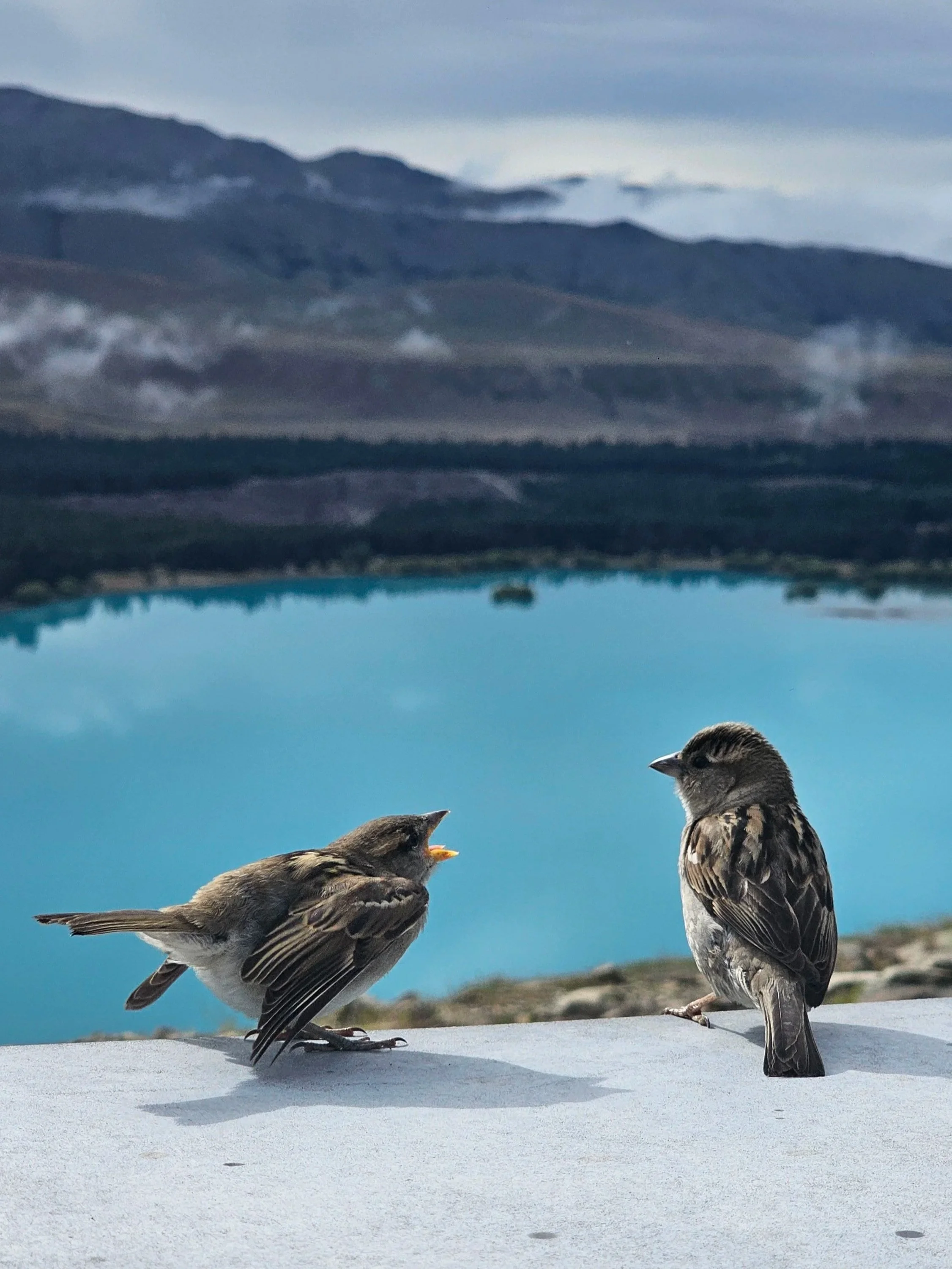 Two birds standing on a concrete surface with a mountain range and partly cloudy sky in the background.