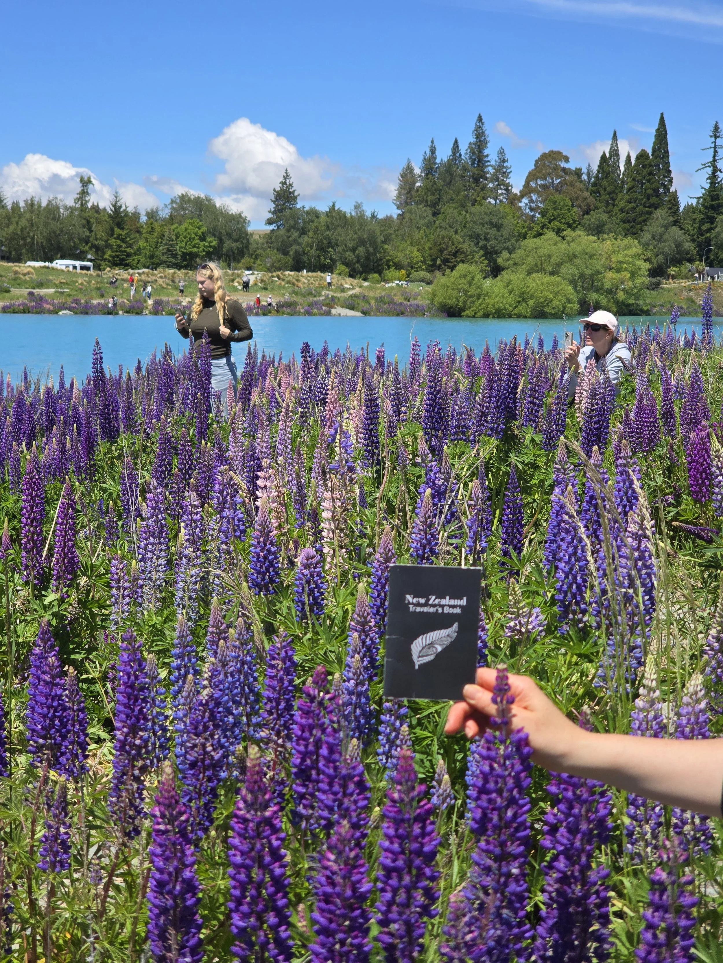 People taking photos and admiring purple lavender flowers by a lake under a blue sky in New Zealand.