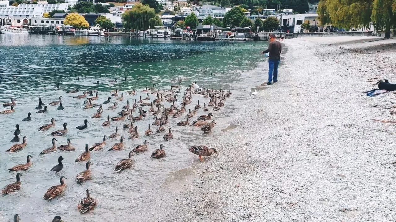 A man standing by the shoreline feeding ducks and geese at a lake, with houses and trees in the background.
