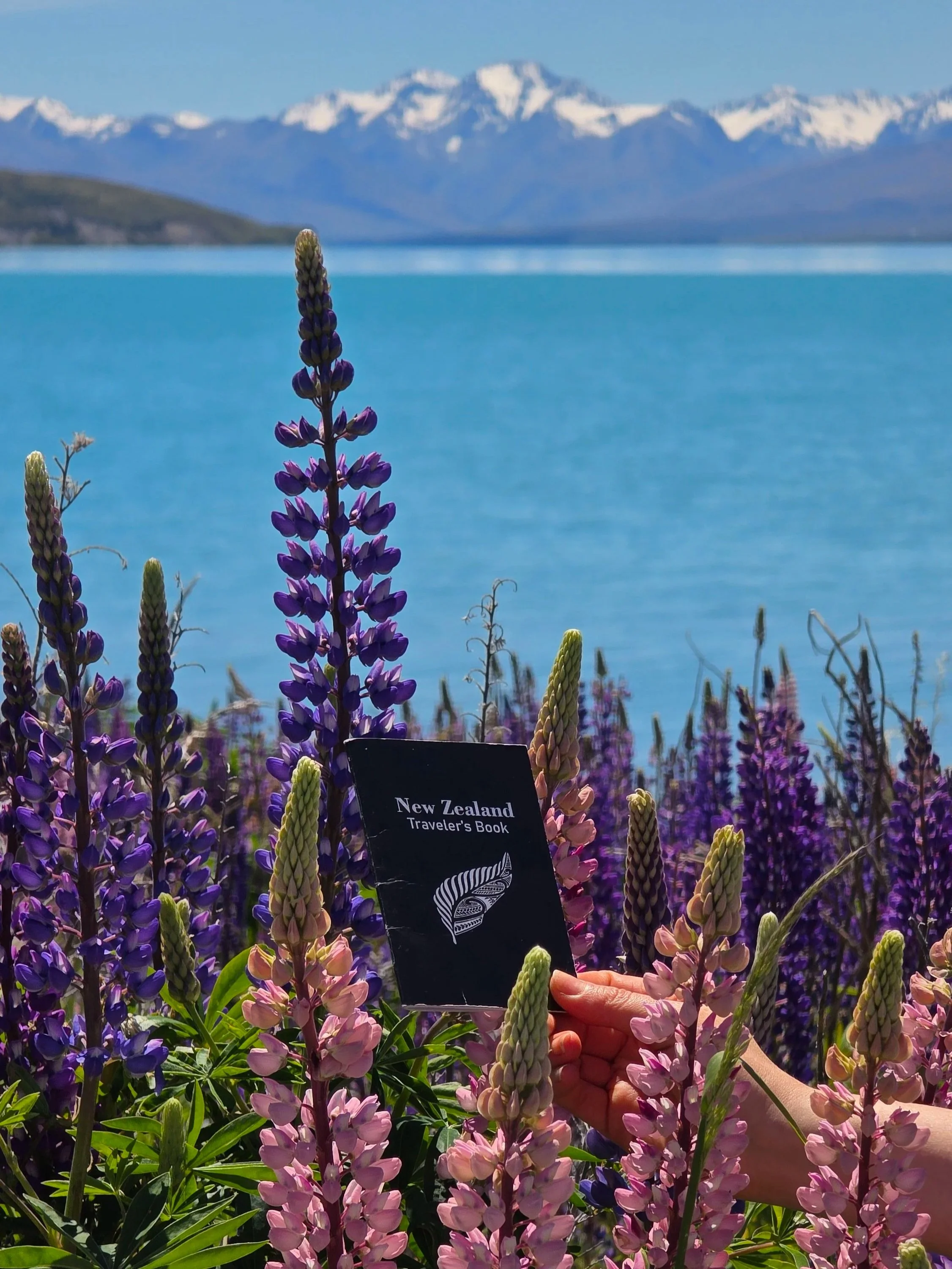A person holding a book titled 'New Zealand Traveler's Book' among blooming lupine flowers. In the background, a body of water with mountains and snow-capped peaks under a clear blue sky.