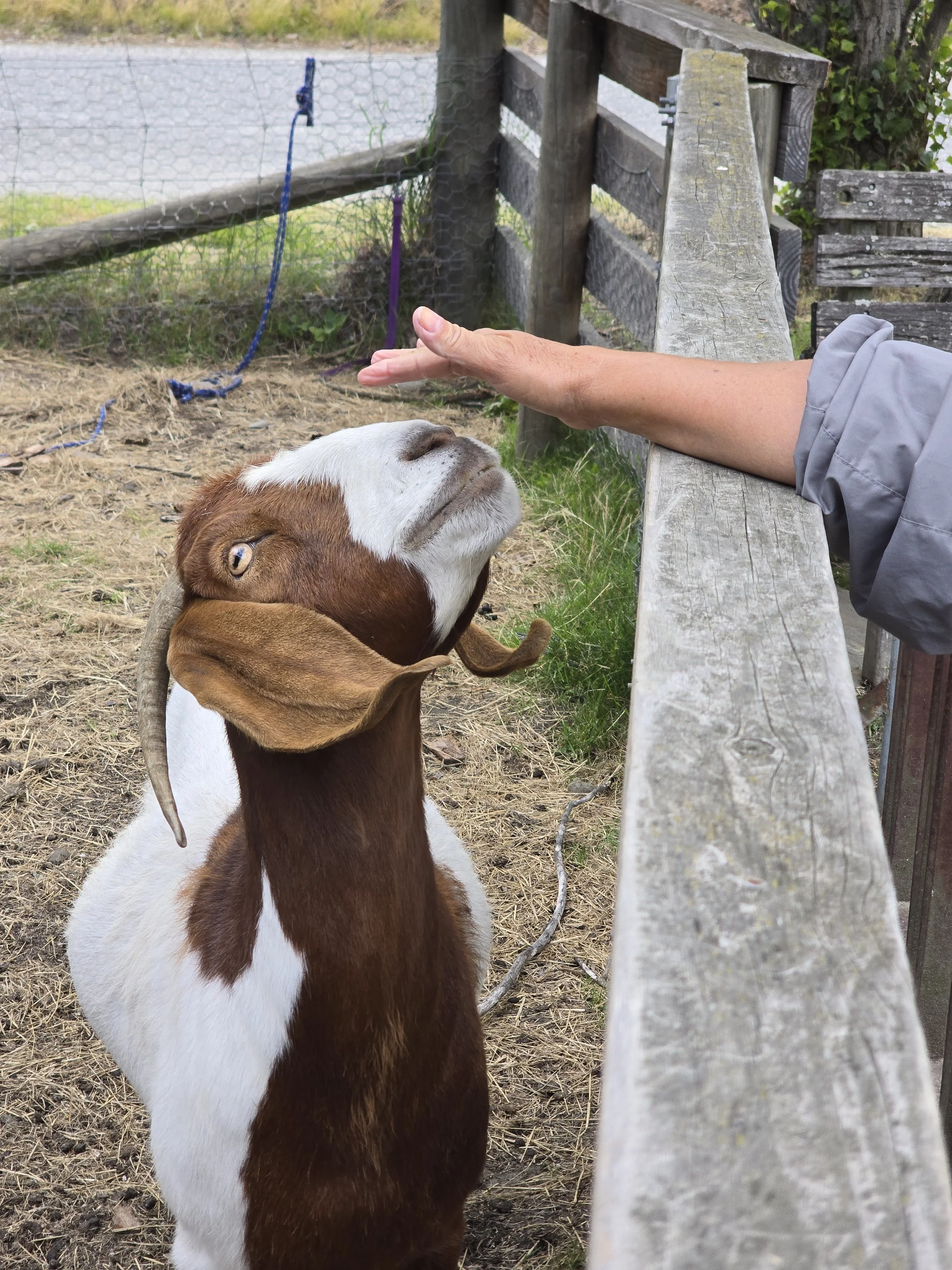 A young goat with brown and white fur standing on dirt and grass near a weathered wooden fence, reaching with its head towards a person's hand extended over the fence.