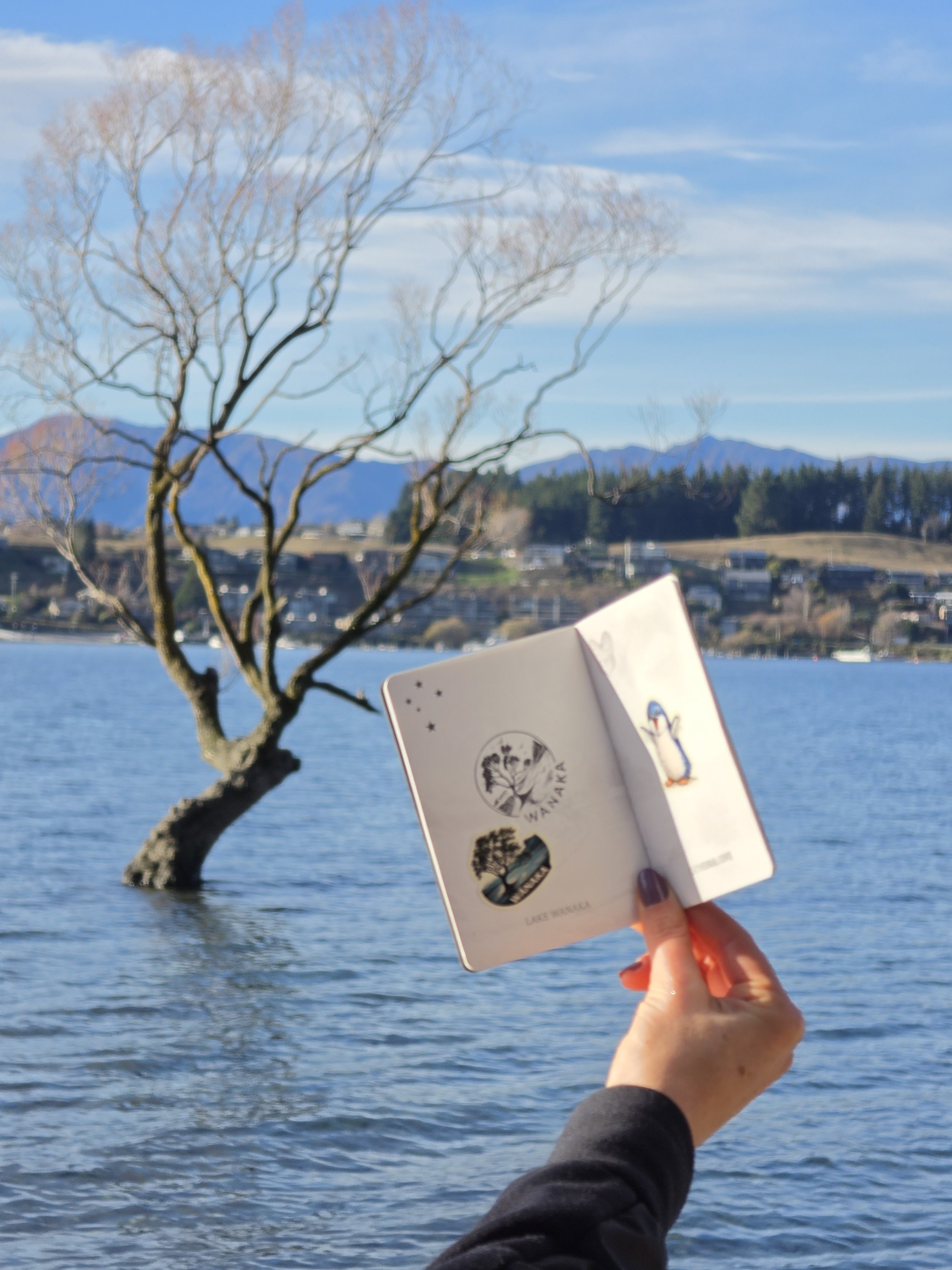 wanaka tree A person holding a card with Olympic symbols over a body of water, with leafless tree in the foreground and mountains in the background.