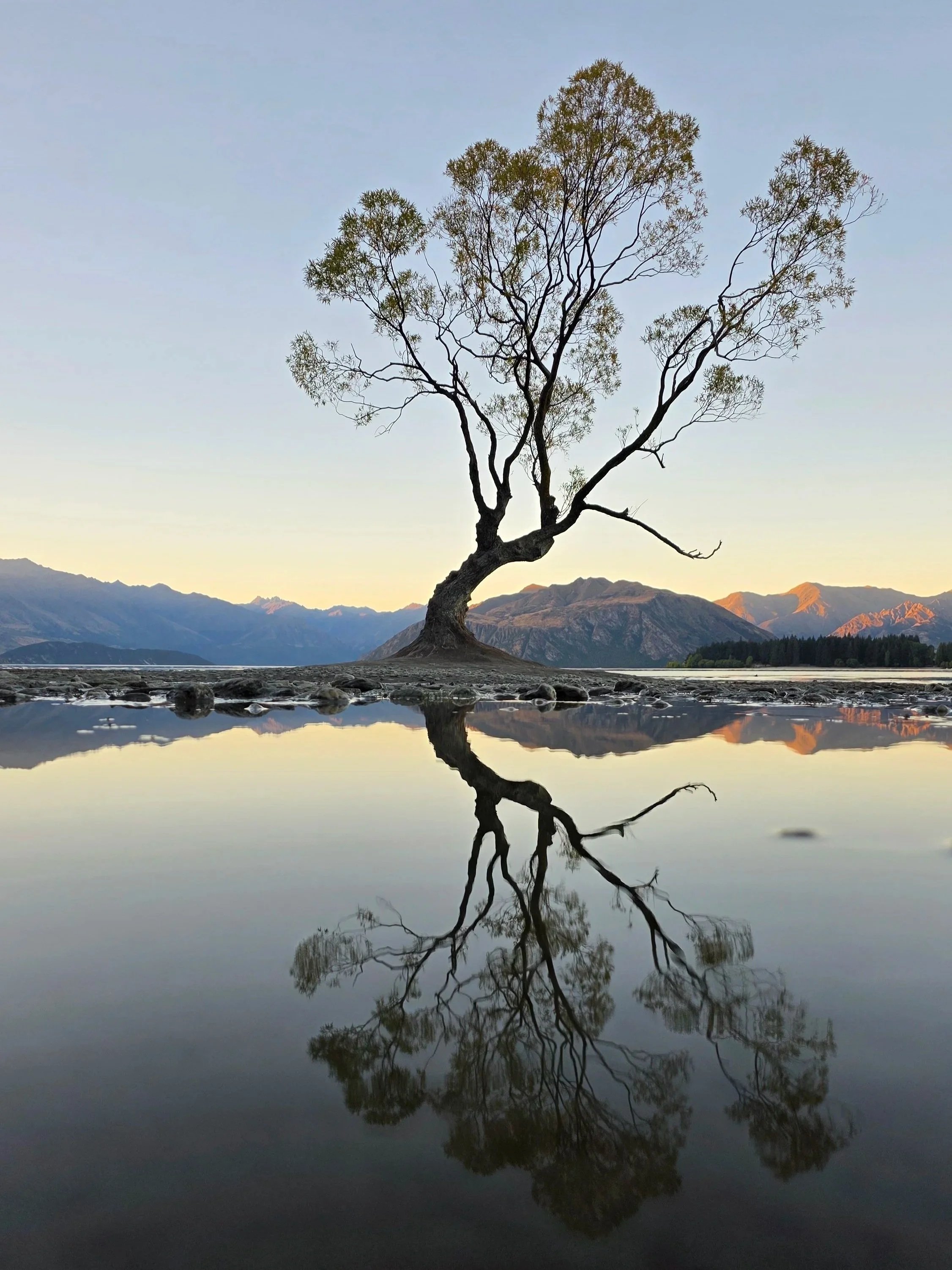 A solitary tree with sparse leaves on a grassy area near a body of water, reflecting its silhouette and the mountain range in the background during twilight or early morning.