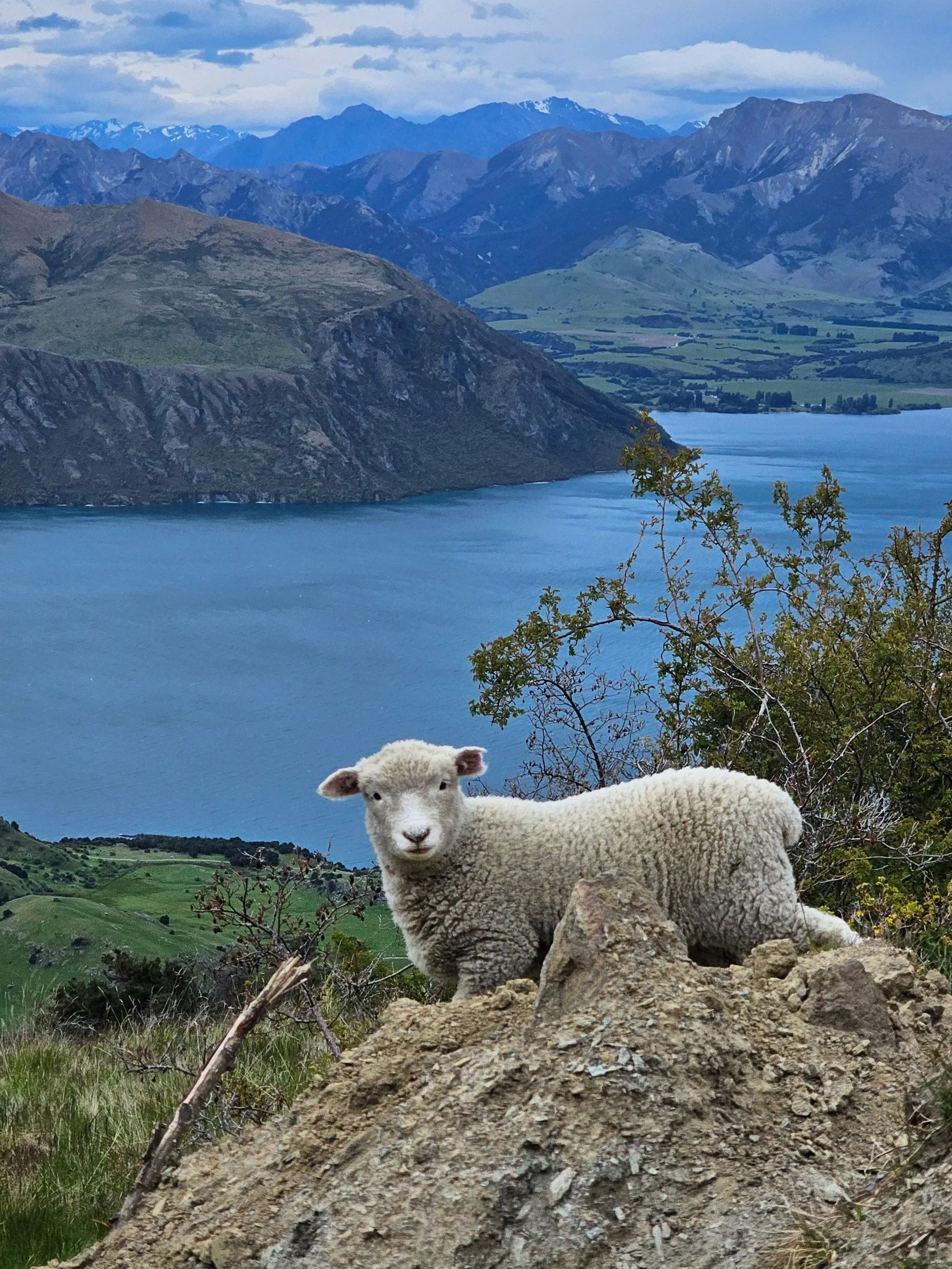 A young lamb standing on a dirt mound in a landscape with green hills, a blue lake, and mountains in the background under a cloudy sky.