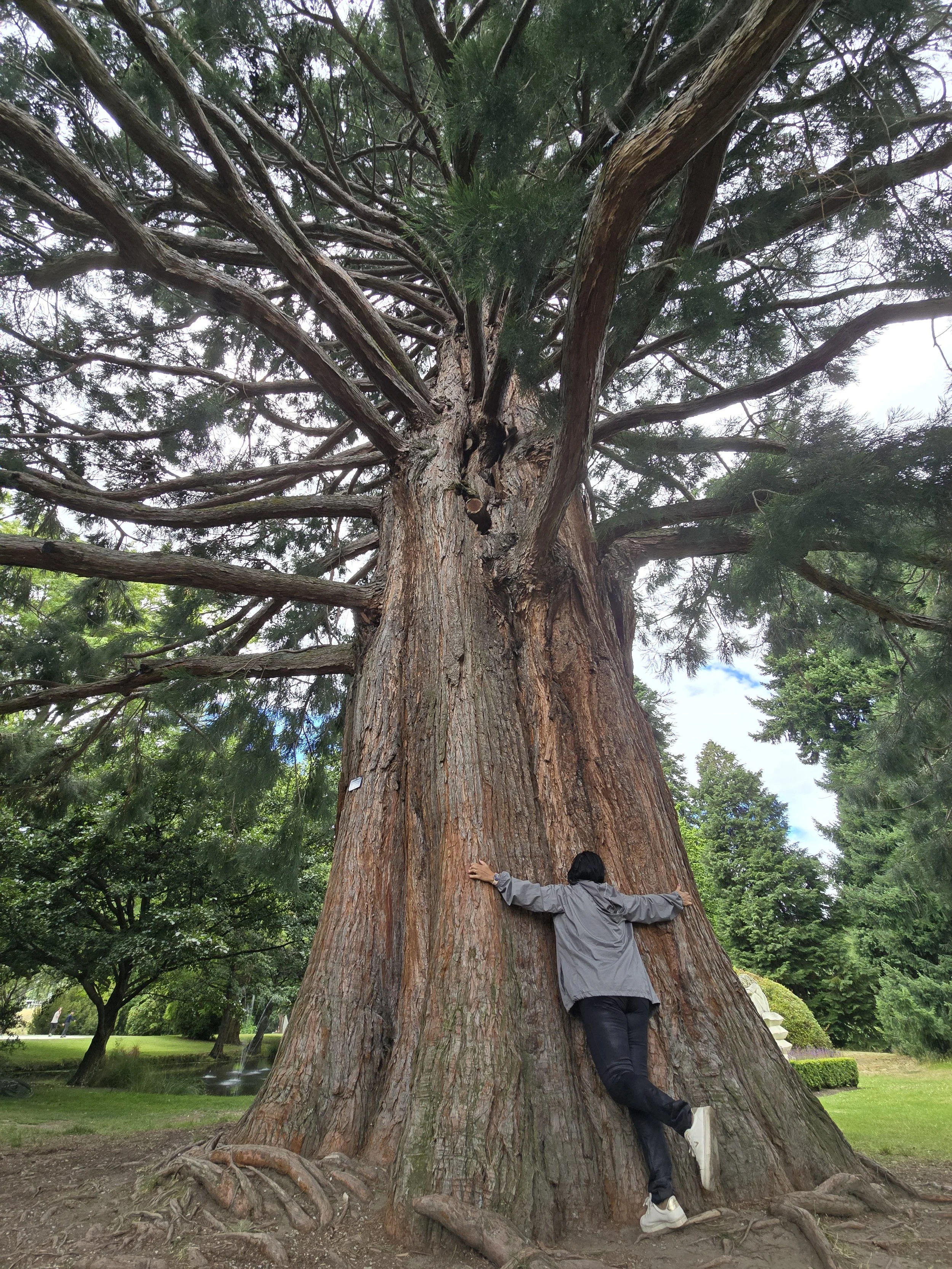 A person hugging a large, tall tree with thick roots in a park or garden area, surrounded by green trees and grass.
