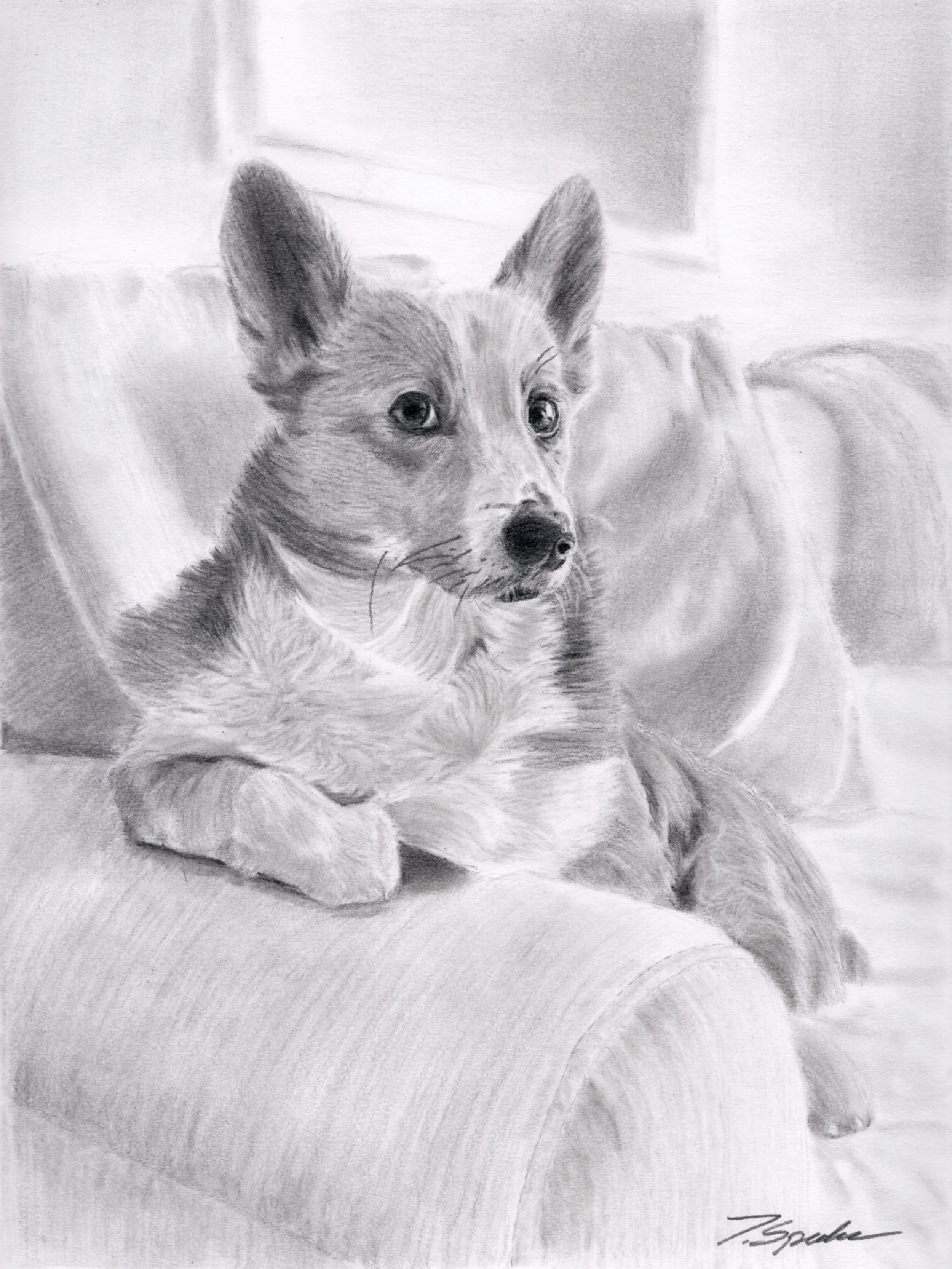 Corgi of Distinction | Graphite Print