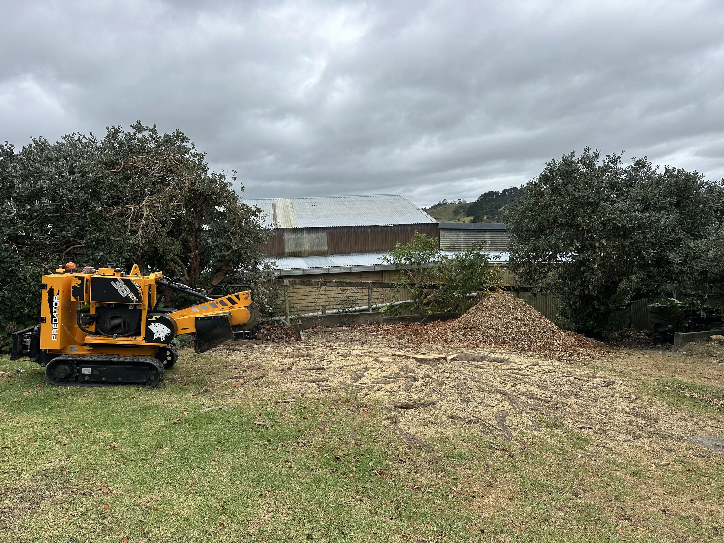 Freshly ground magnolia root system