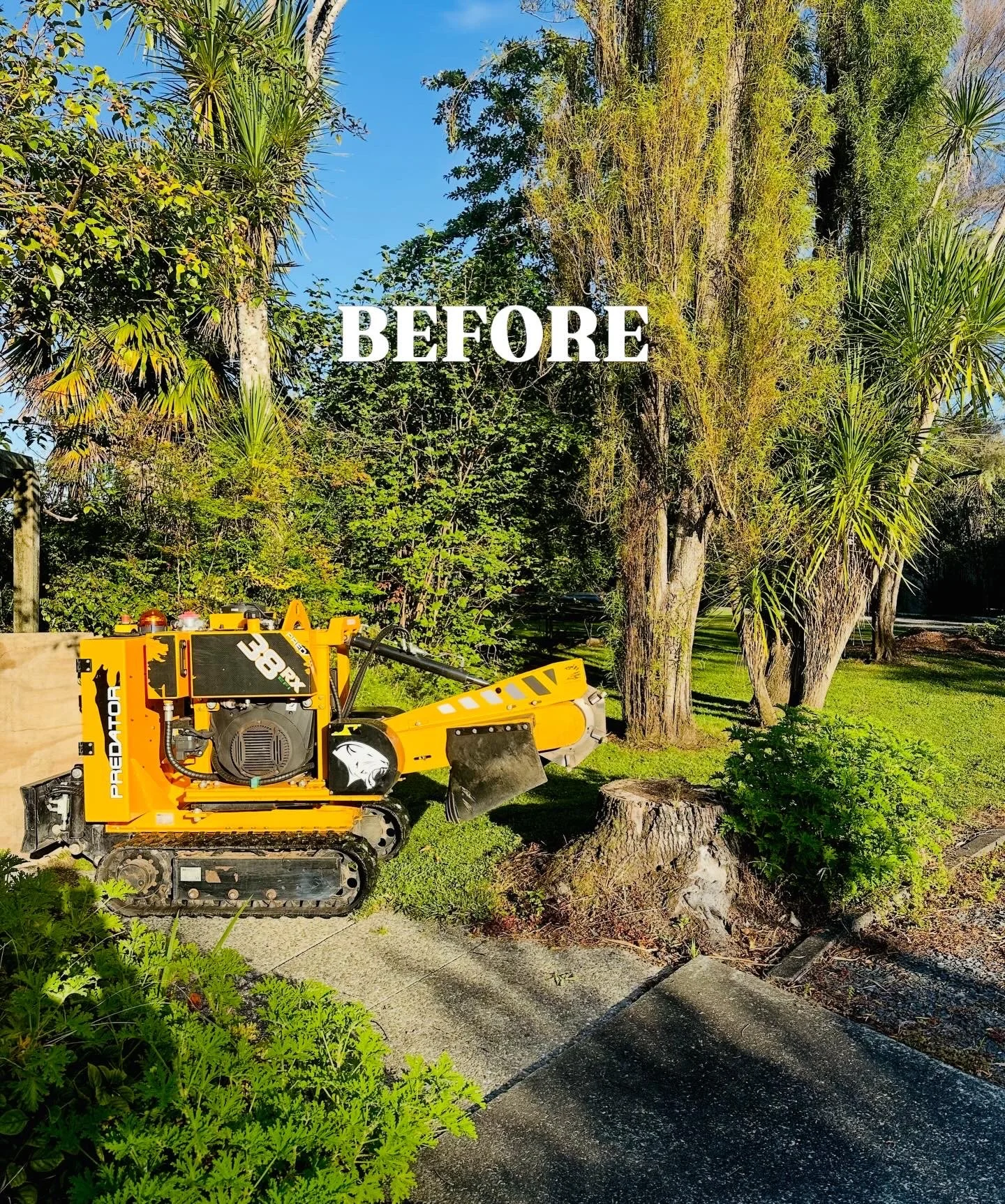 Before image of stump grinding