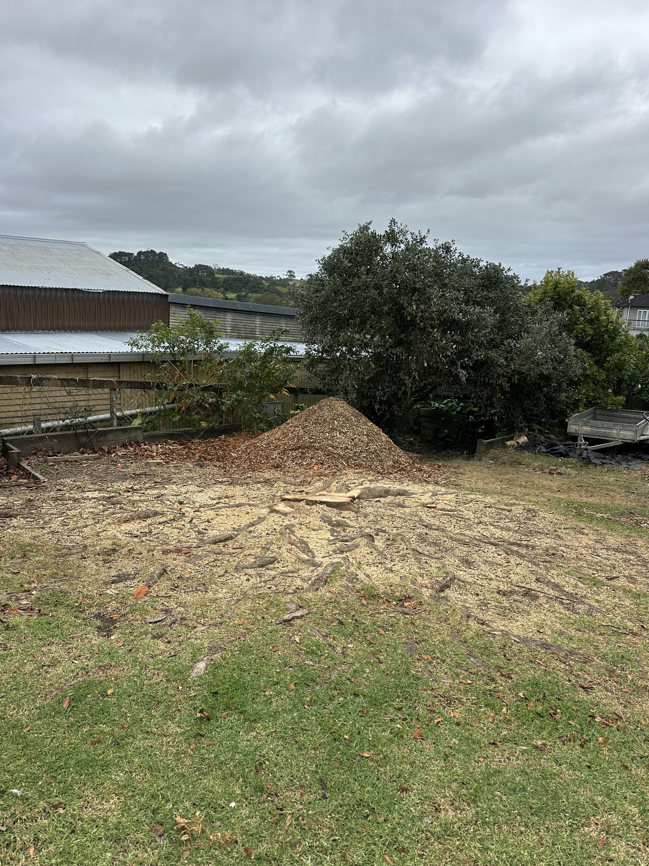 Freshly ground stump