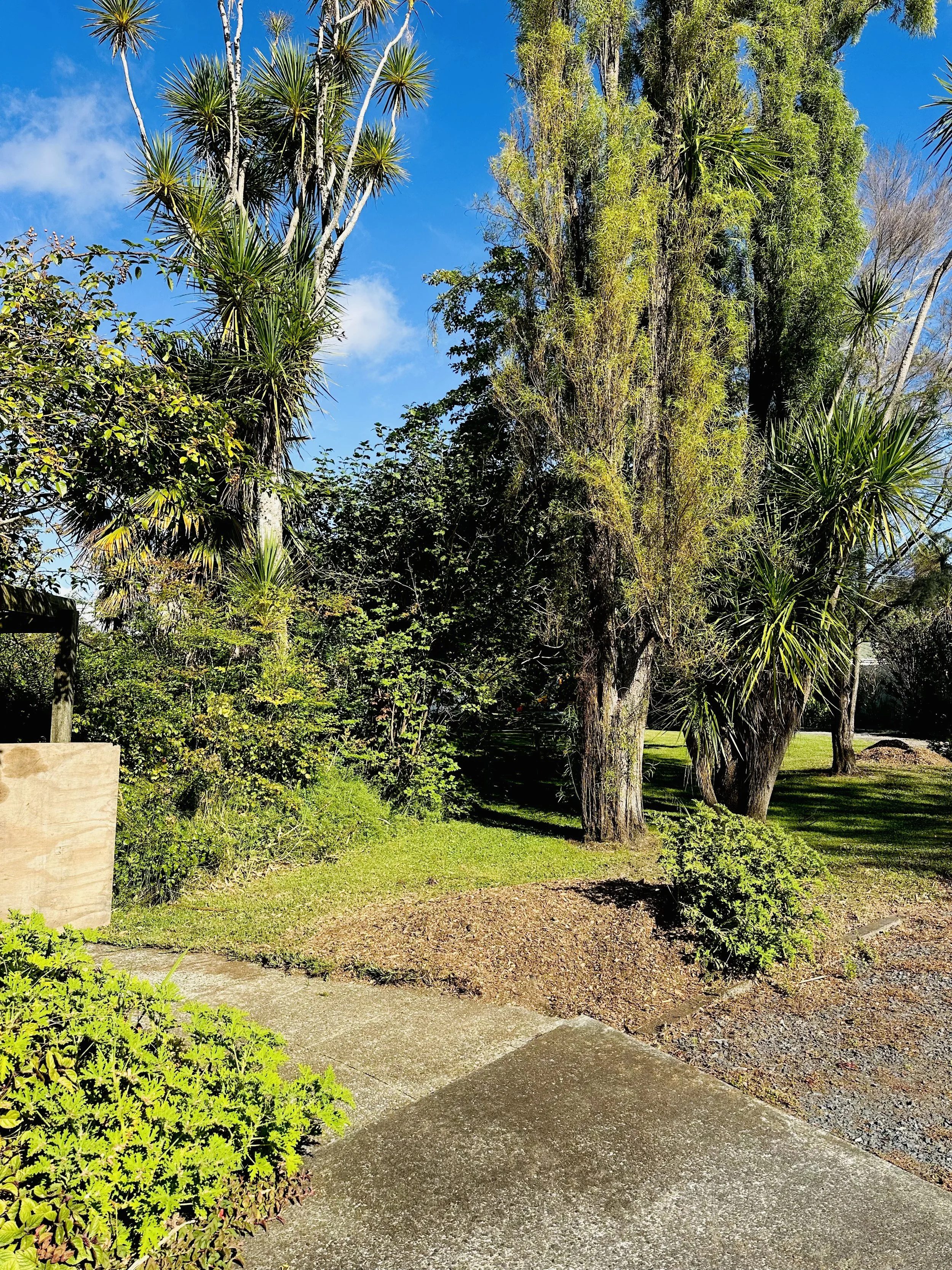 A sunny outdoor scene with various green trees and plants, a clear blue sky, and a concrete walkway.