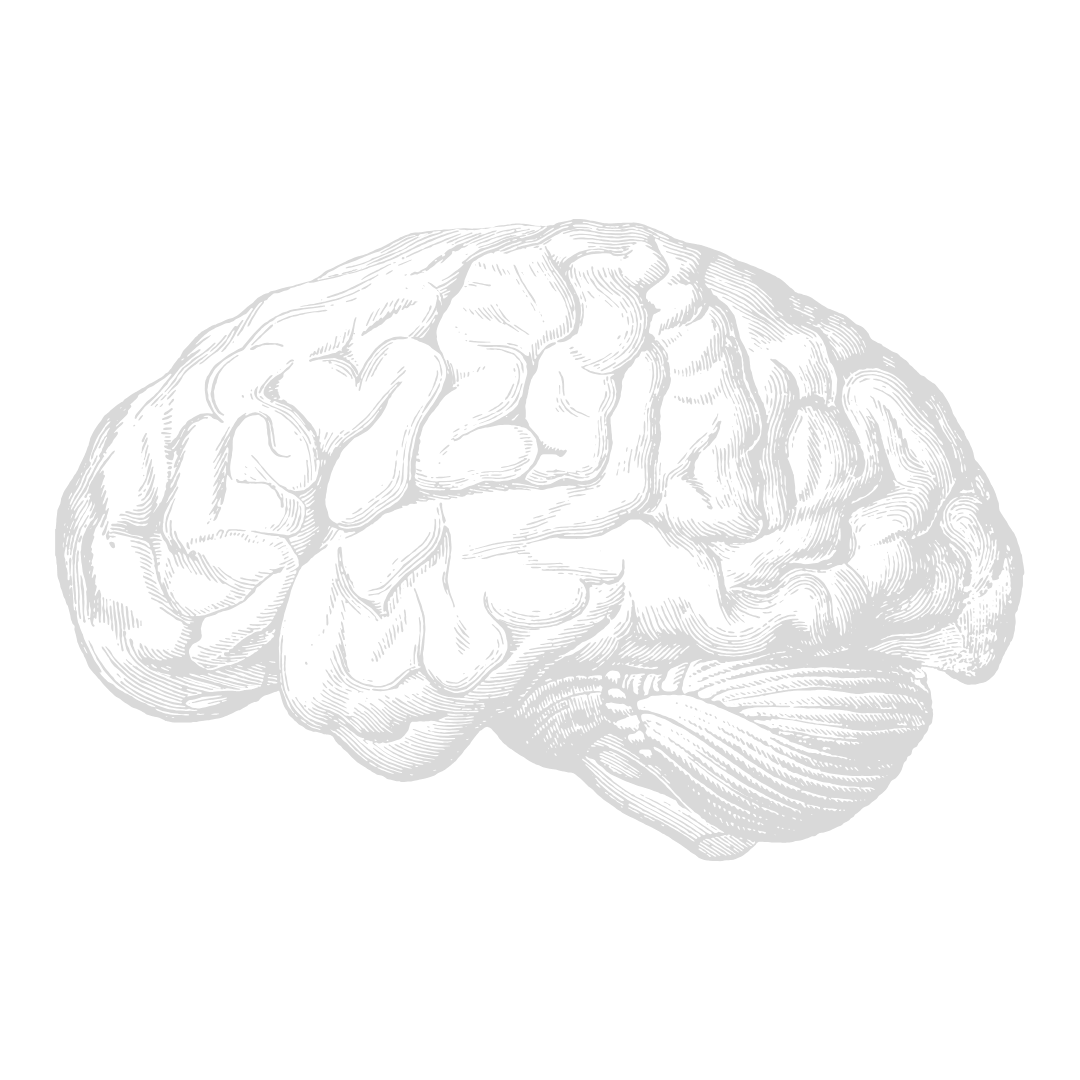 Black and white illustration of a human brain viewed from the side.