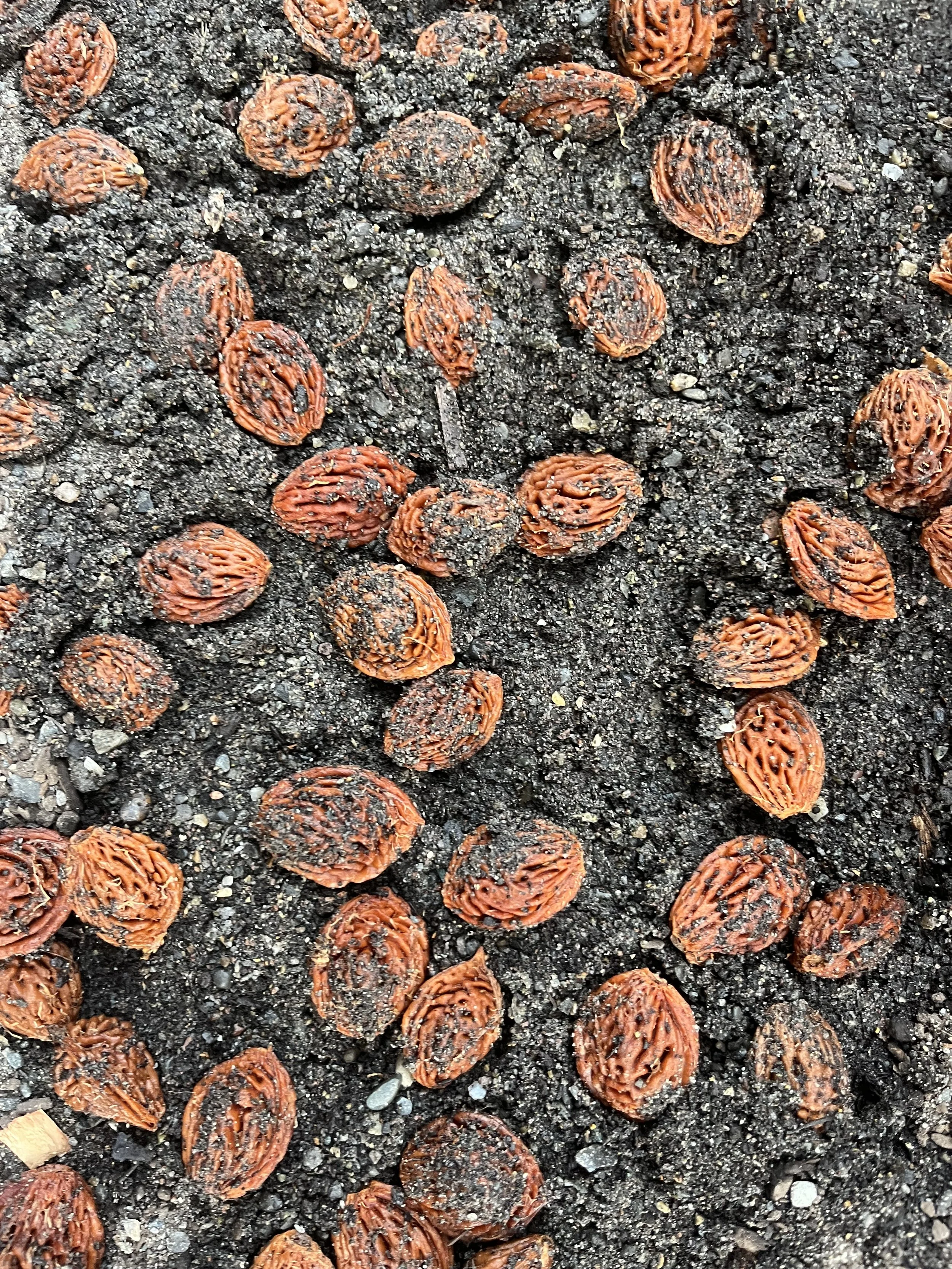 PEACH SEEDLING ROOTSTOCK