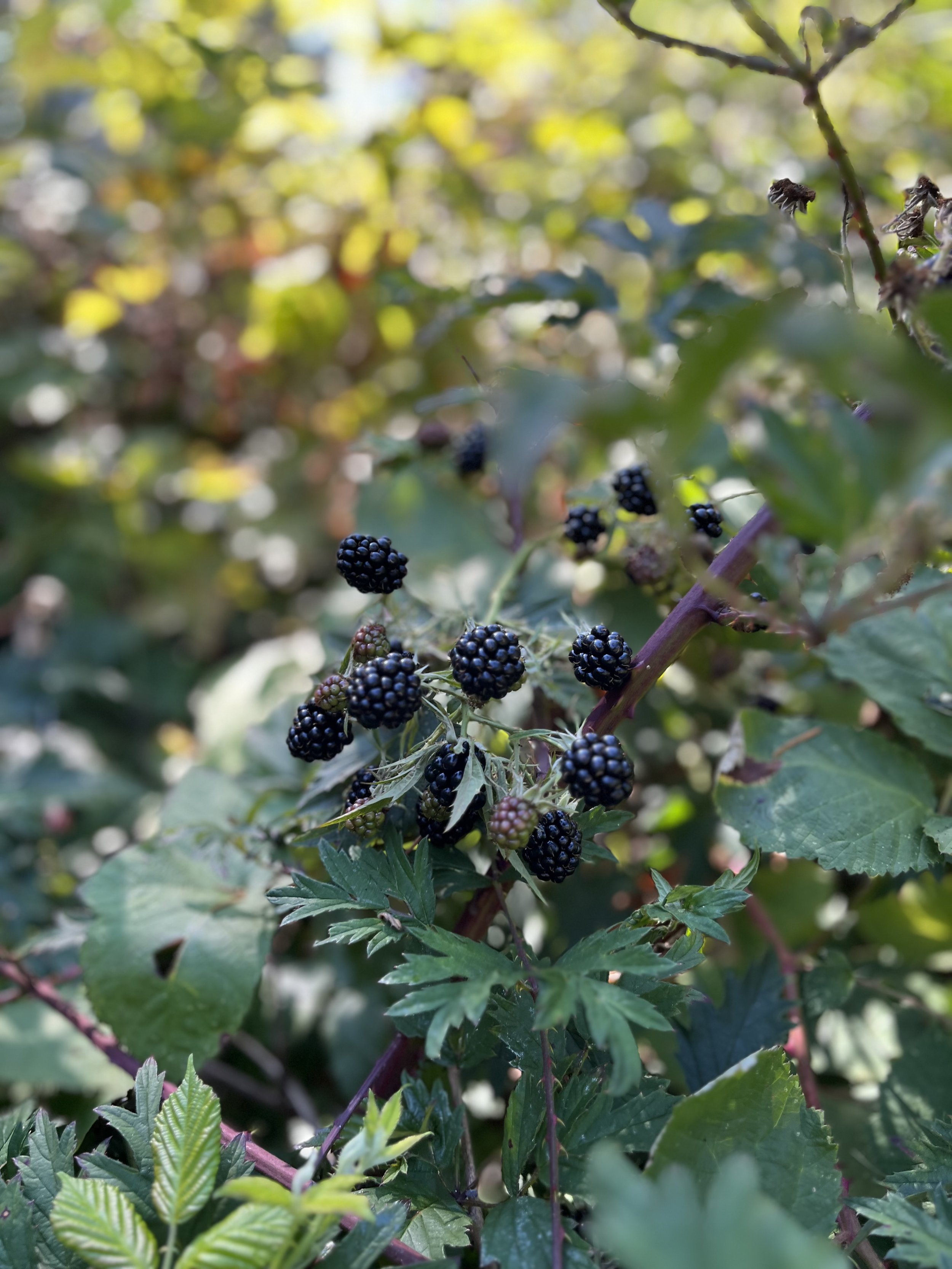 IMG_0626.jpeg