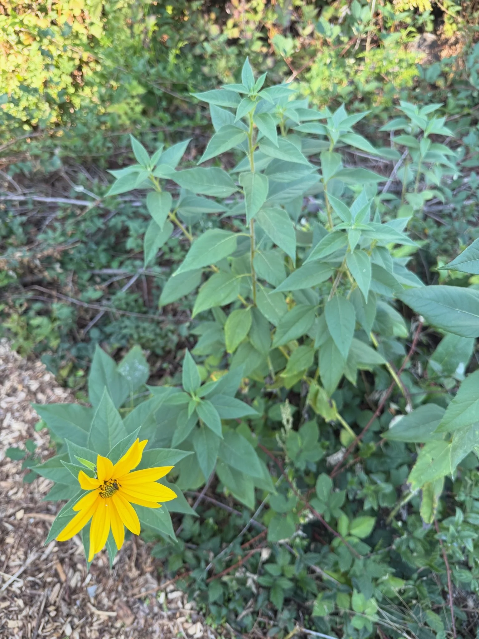 IMG_5343.jpeg