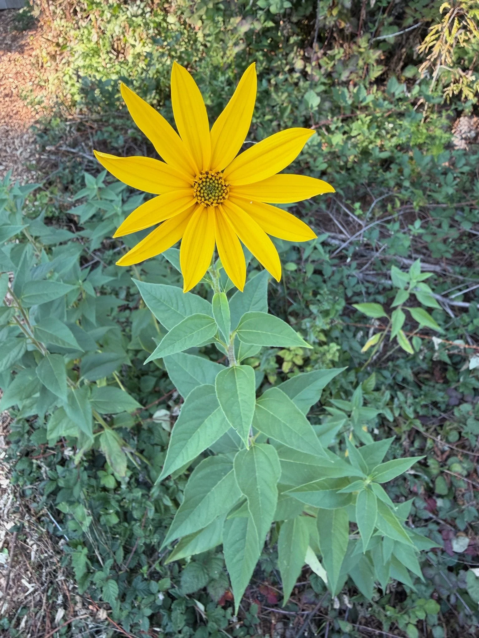 IMG_5336.jpeg