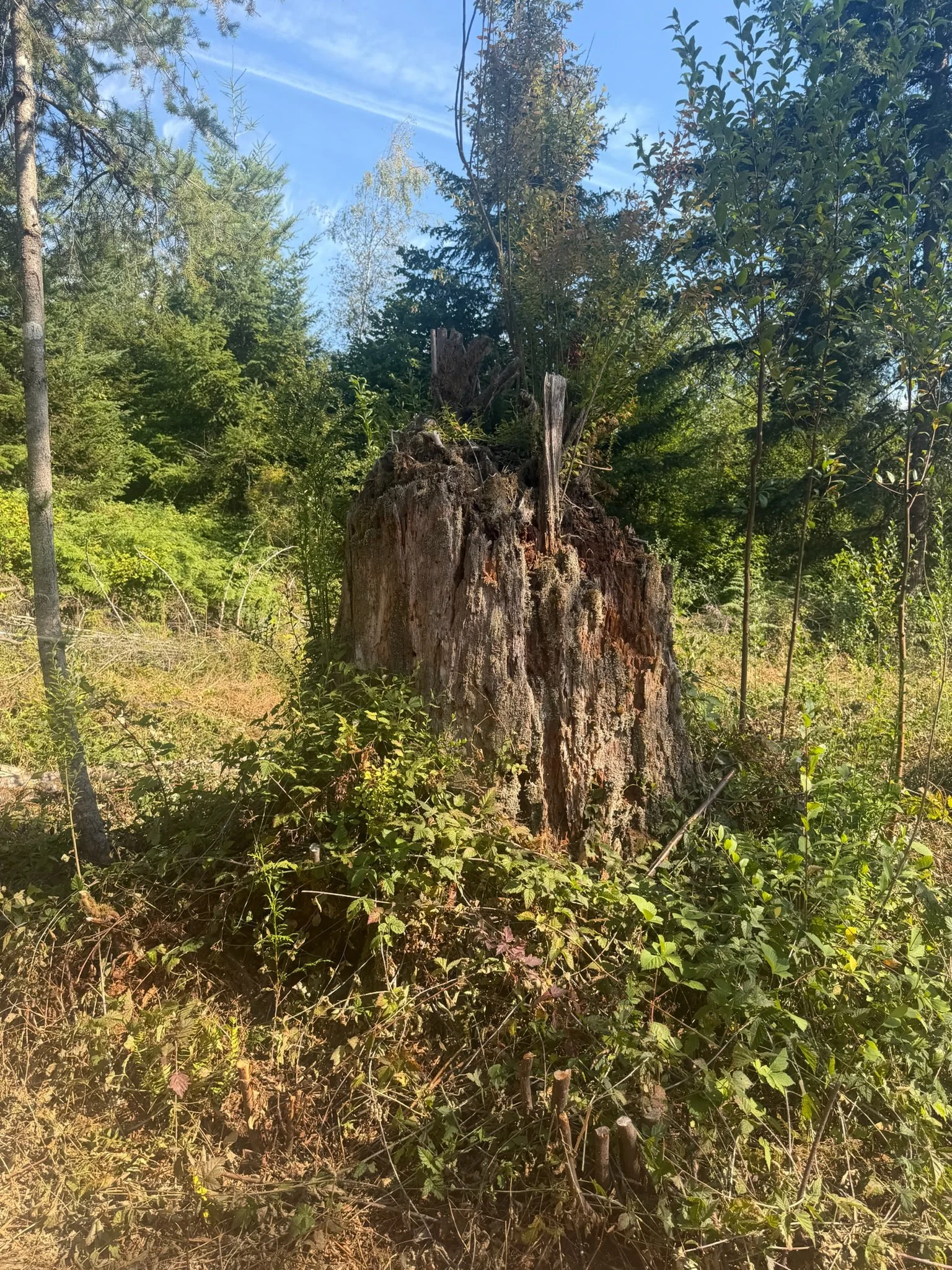 IMG_4816.jpeg