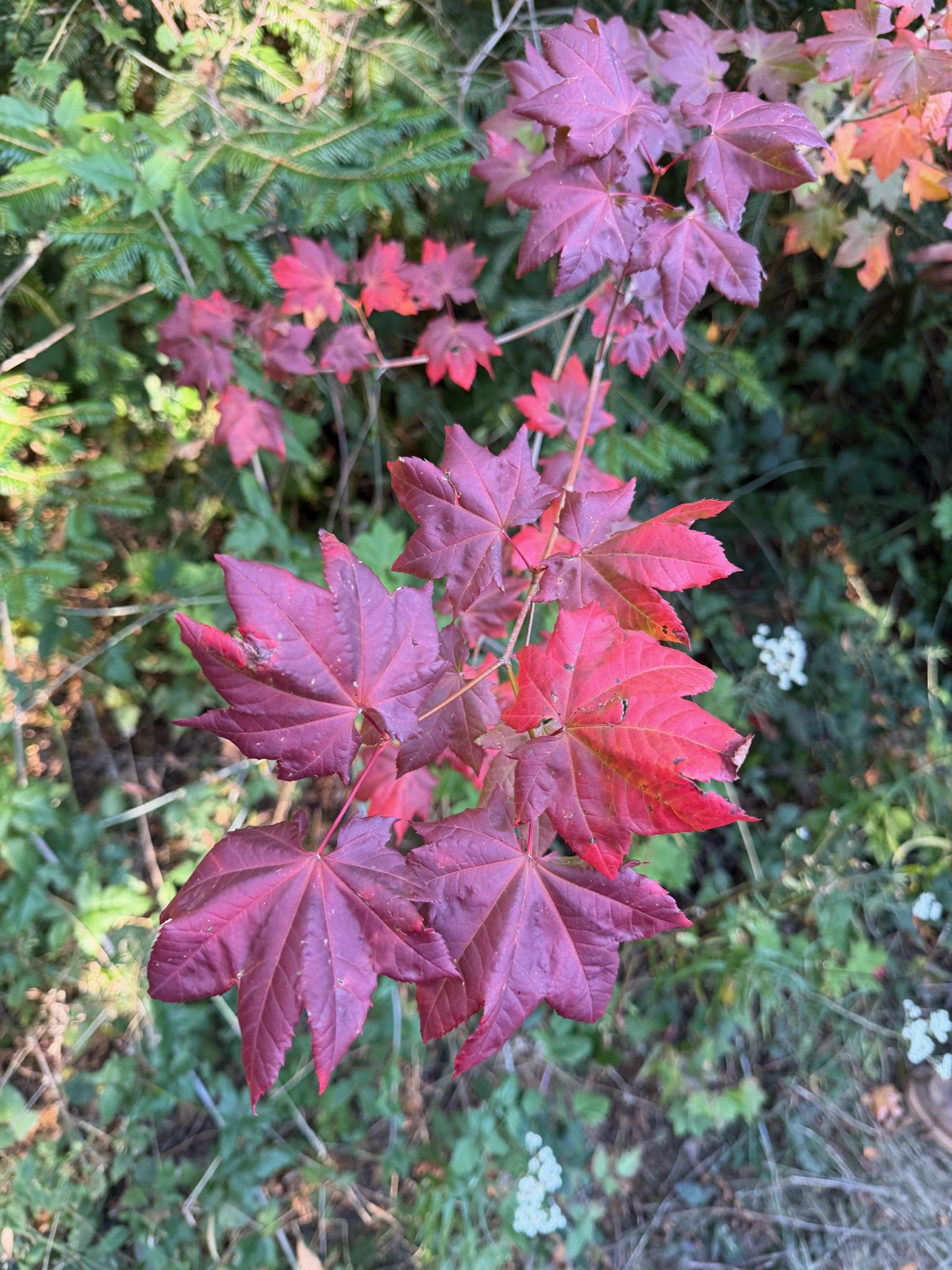 IMG_5359.jpeg