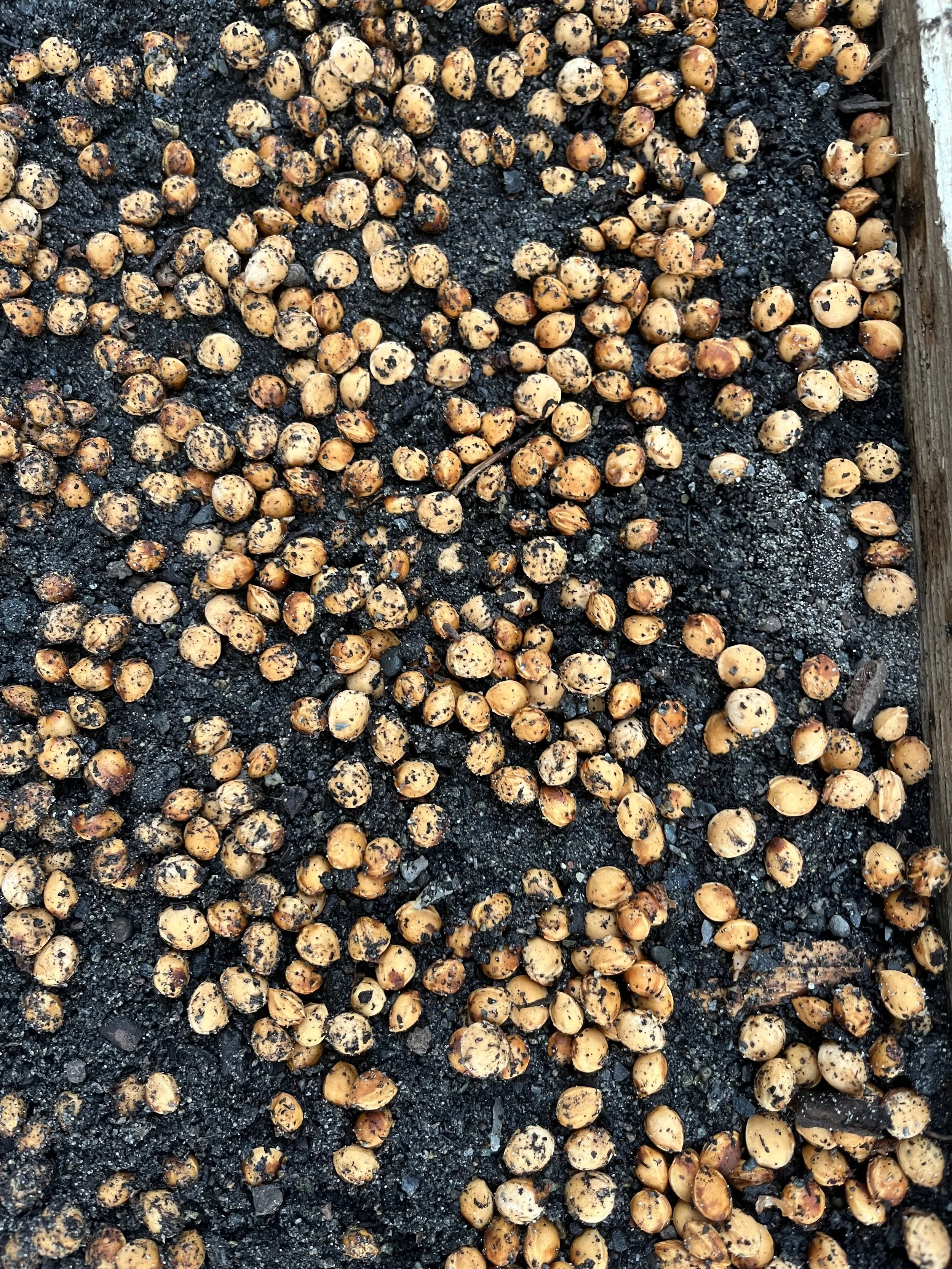 CHERRY SEEDLING ROOTSTOCK