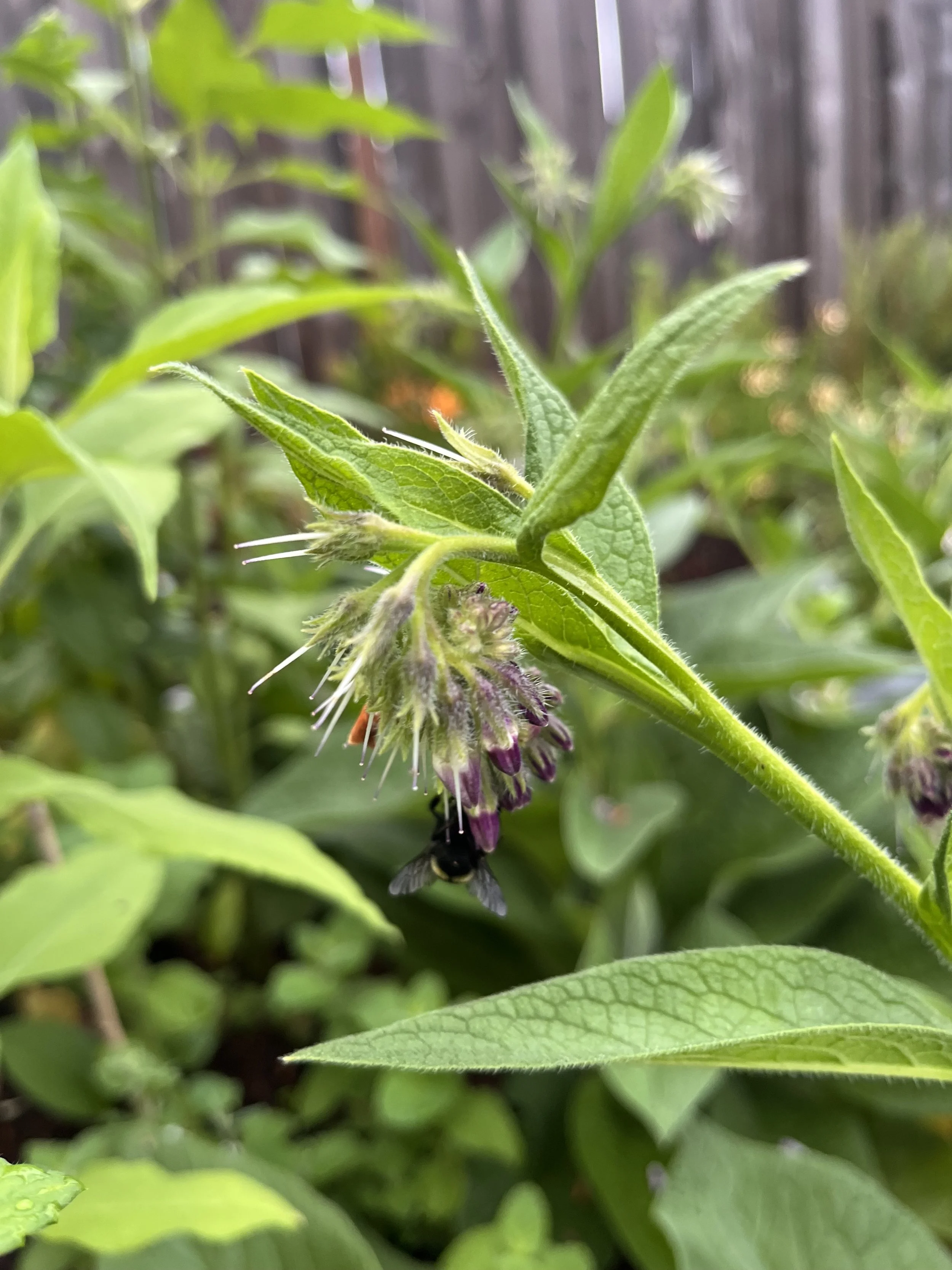 COMFREY: SYMPHYTUM × UPLANDICUM 'BOCKING 14'