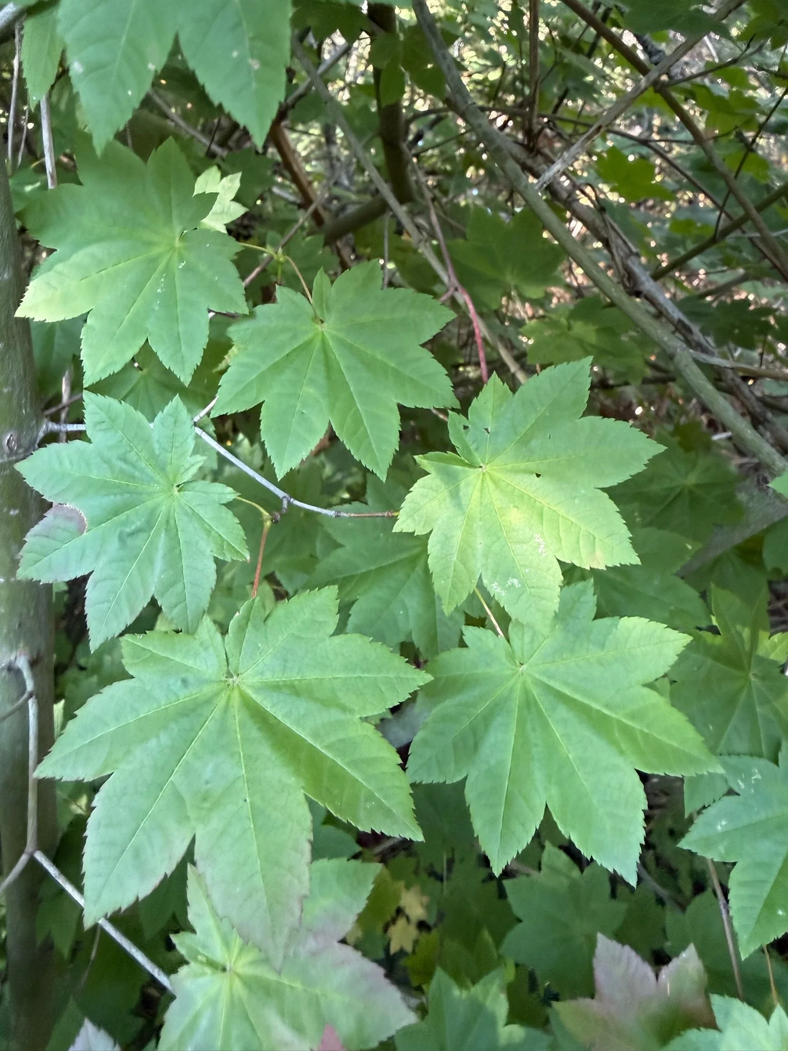 IMG_5350.jpeg
