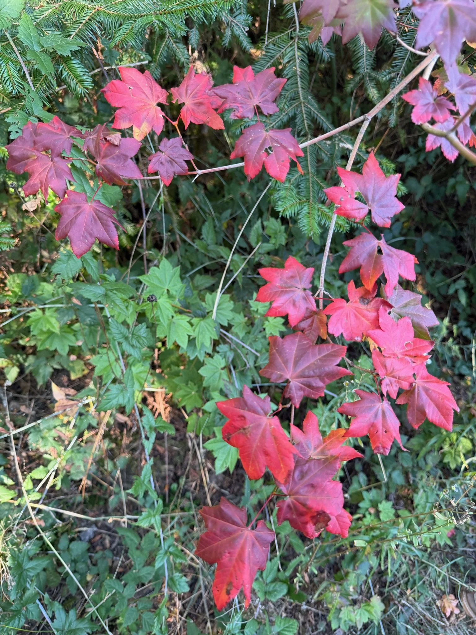 IMG_5360.jpeg
