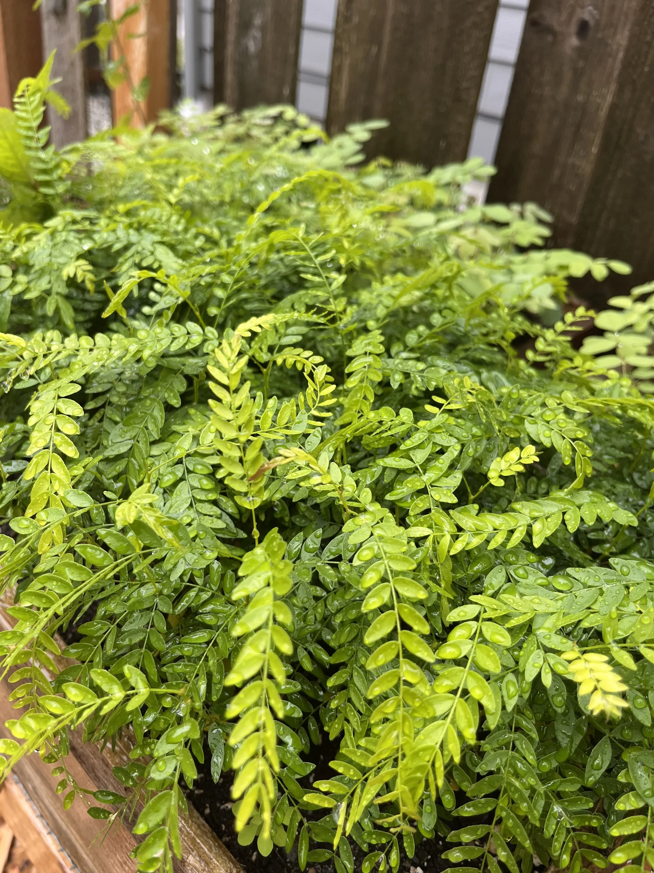 THORNLESS HONEY LOCUST: GLEDITSIA TRIACANTHOS VAR. INERMIS