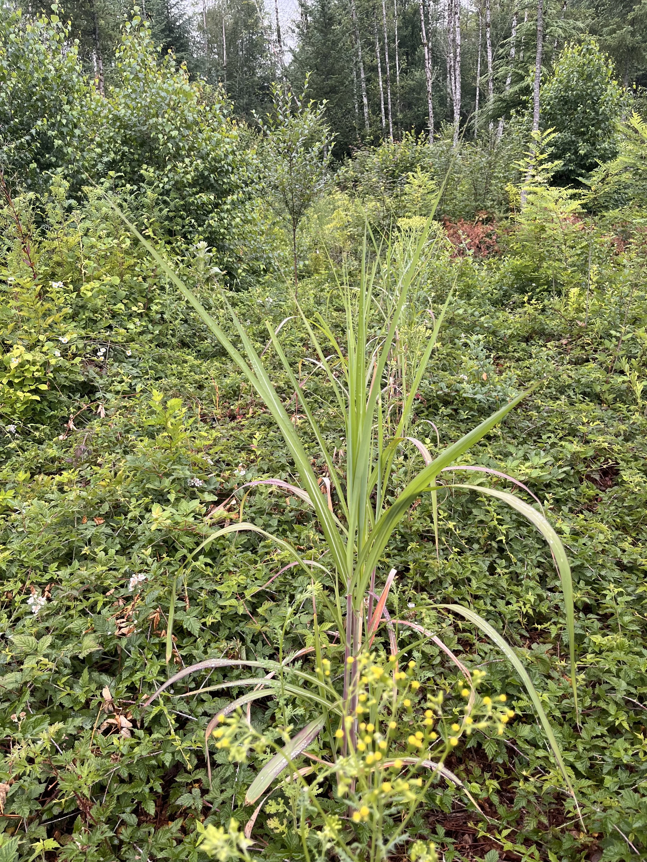 GIANT MISCANTHUS: MISCANTHUS × GIGANTEUS