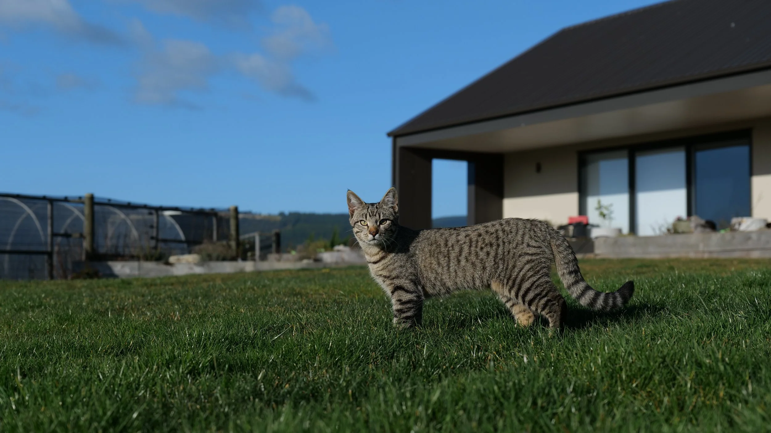 A tabby cat lying on green grass in front of a modern house with a large window, under a blue sky with a few clouds.