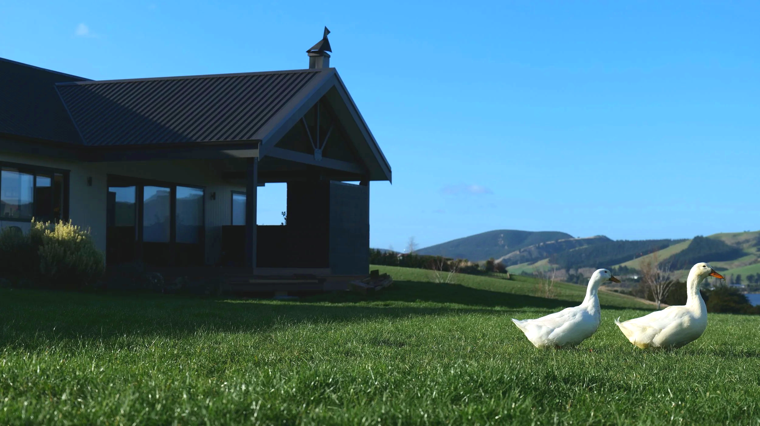 A house with a metal roof on a grassy field, two white geese walking on the grass, and rolling hills in the background under a clear blue sky.