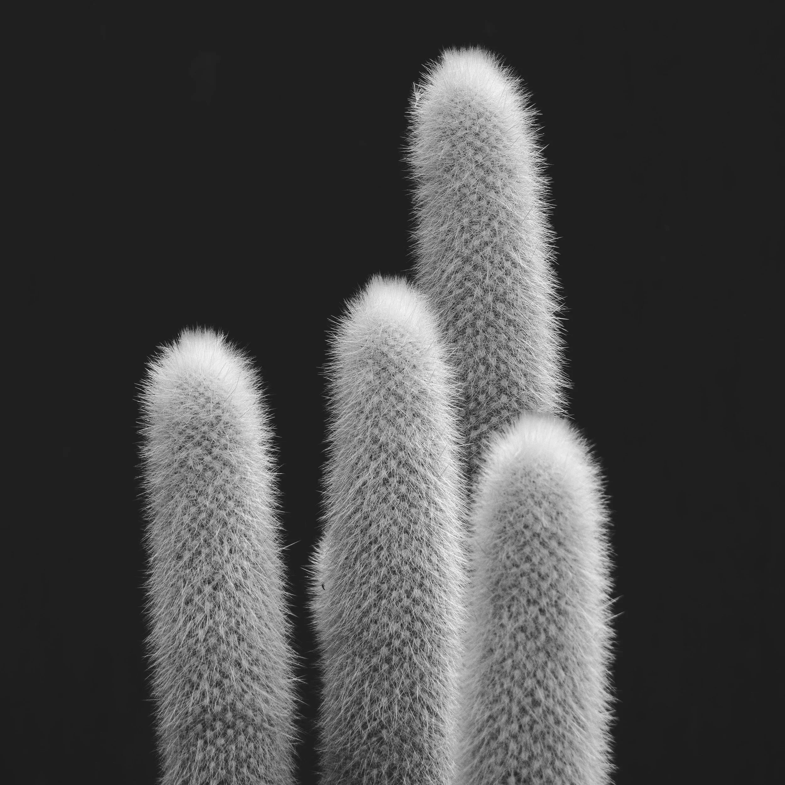 catus.jpg