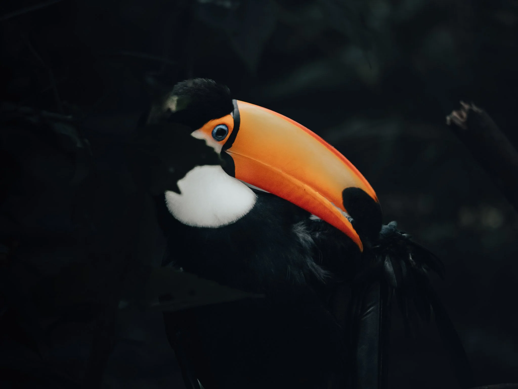 toucan.jpg