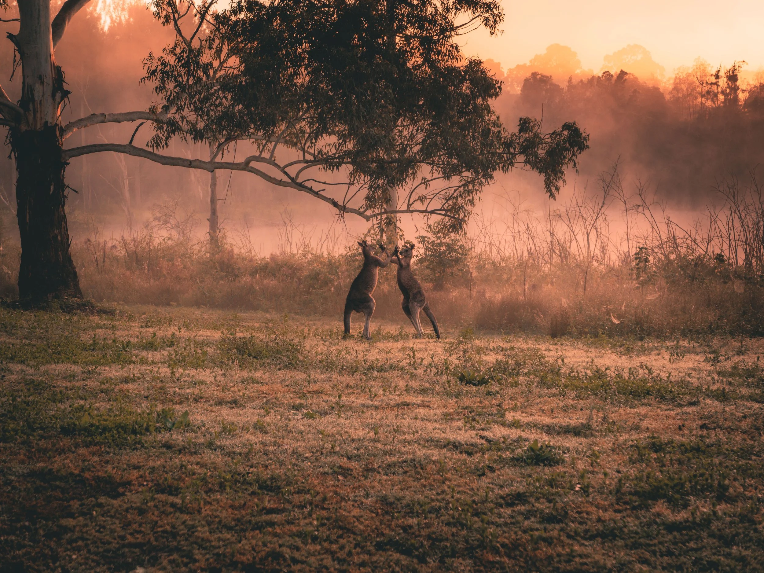 Wildlife