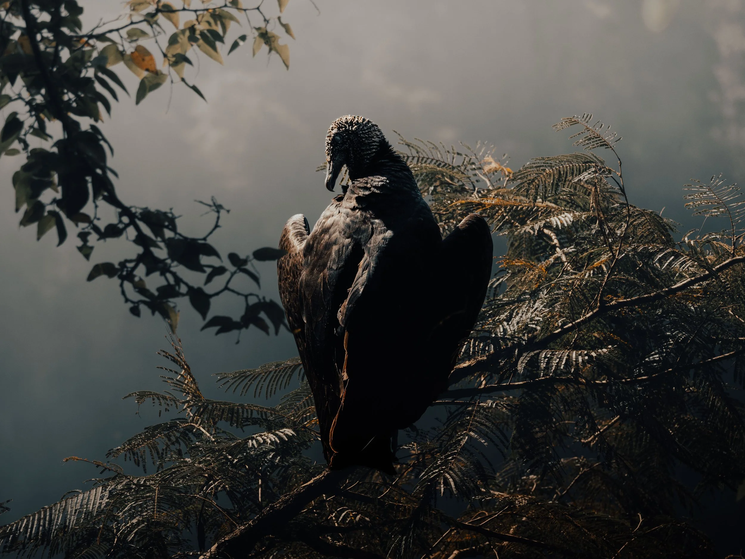 Shadow Watcher.jpg