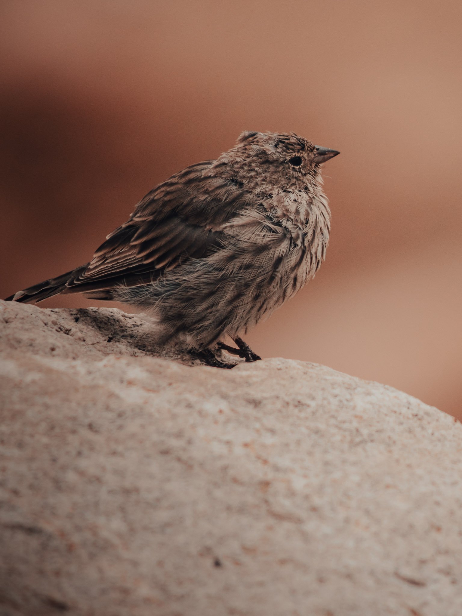 pajarito.jpg