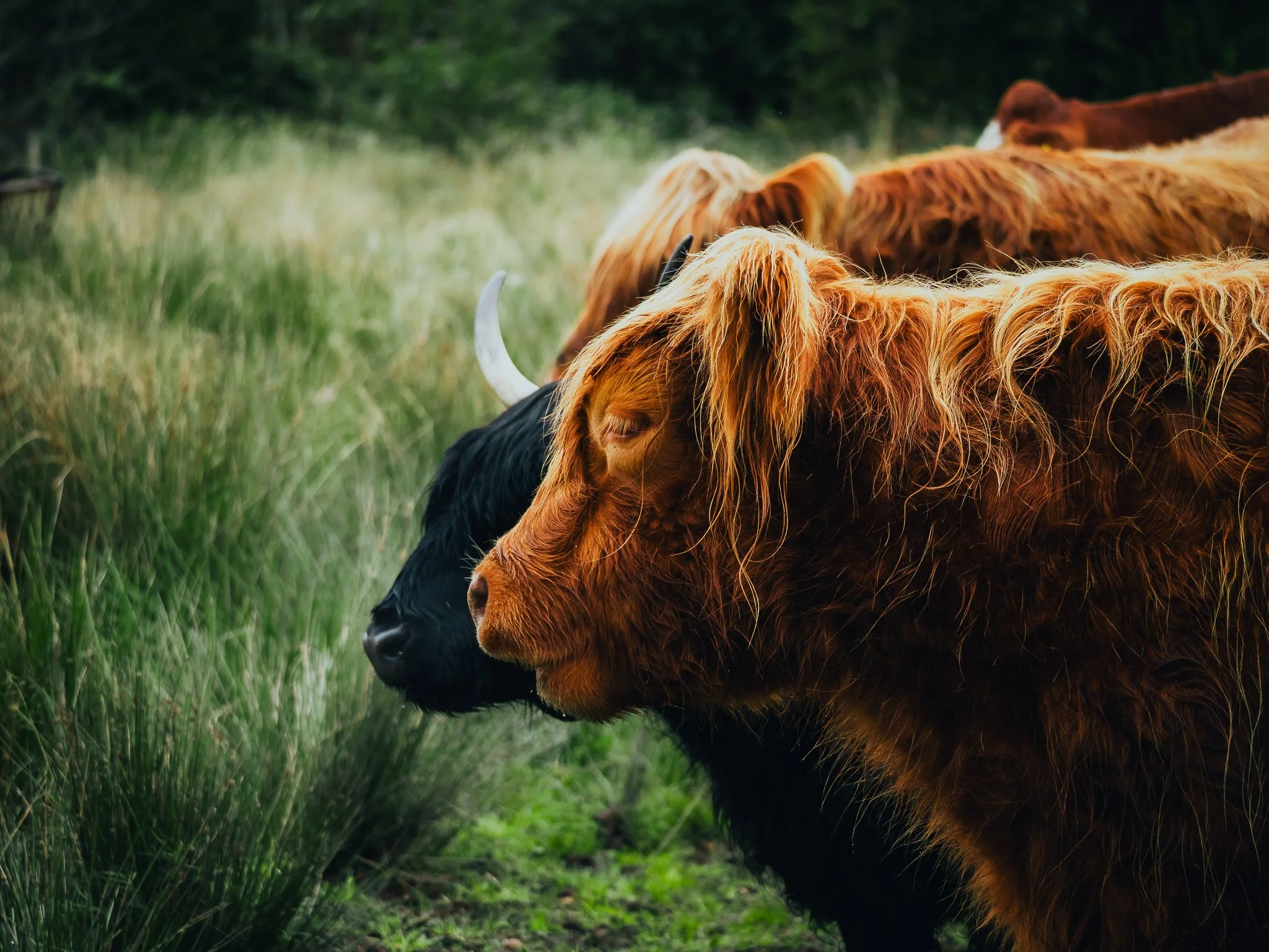 A close-up of Highland cattle with long shaggy reddish-brown coats grazing on green grass in a field with trees in the background.