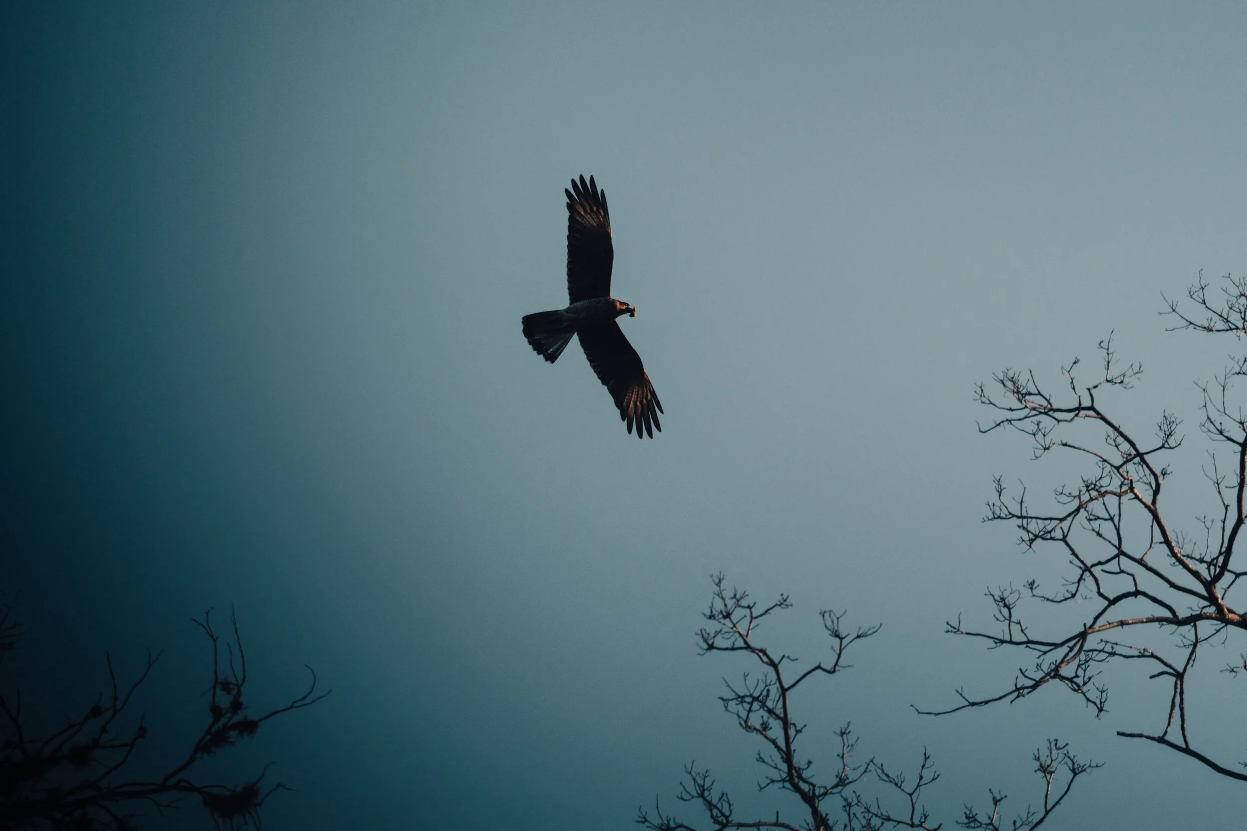 Open Sky.jpg