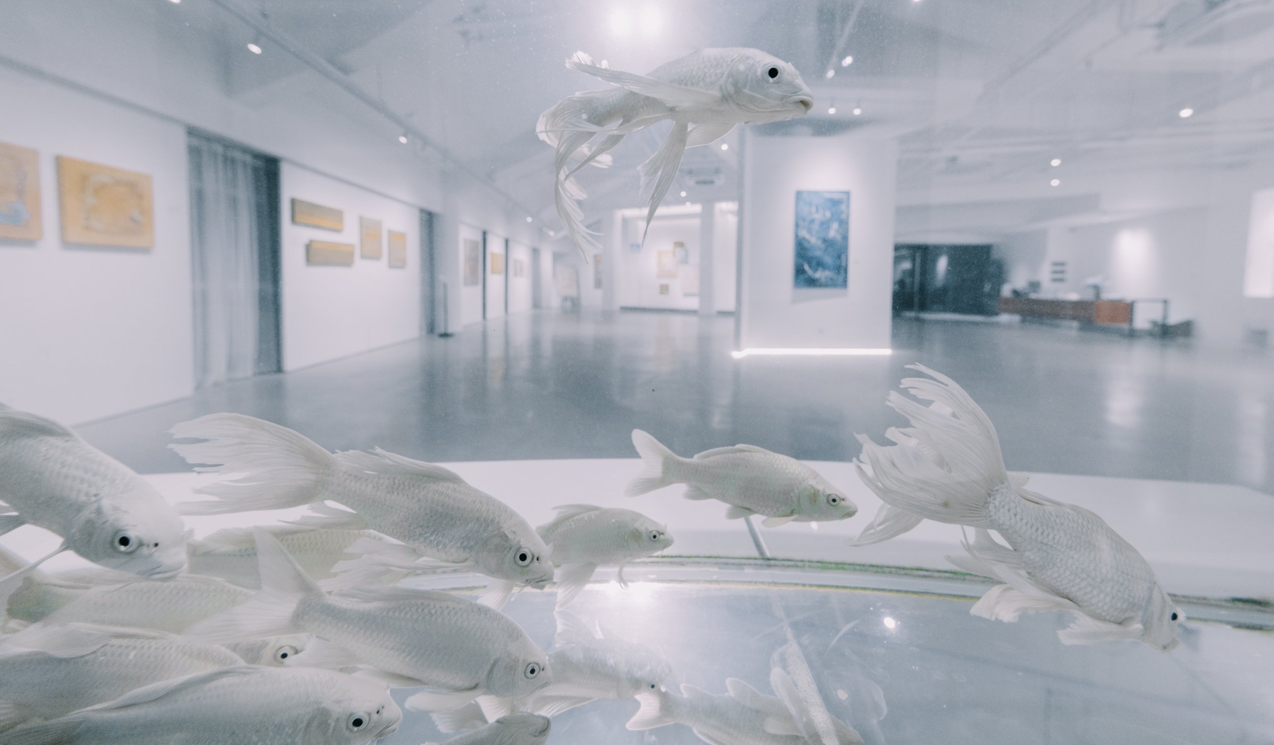 White fish with large eyes swimming in a tank in an art gallery or museum with white walls and framed artwork inside.