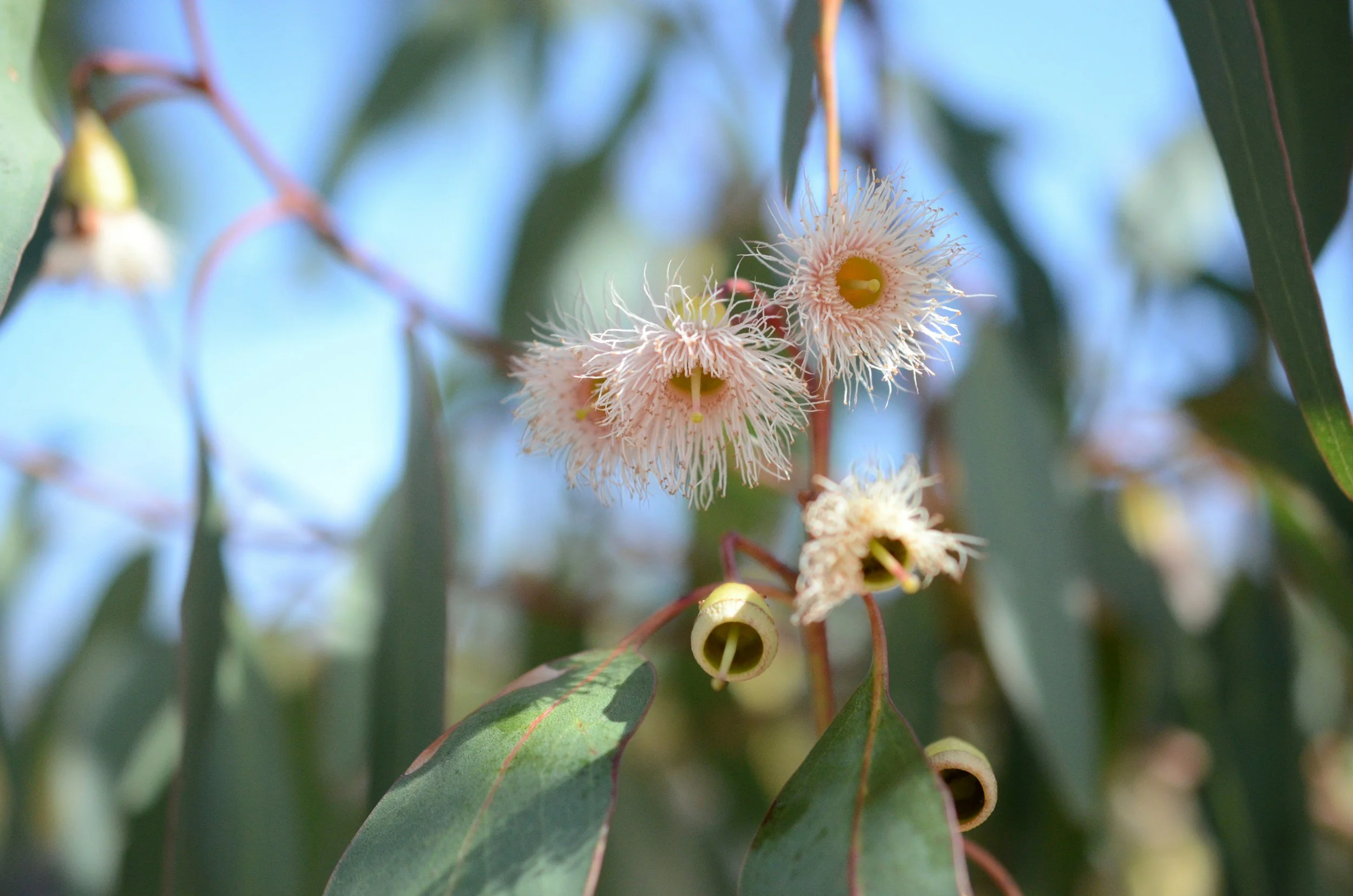 Close-up of eucalyptus flowers with pale pink, fluffy stamens and green leaves in the background.