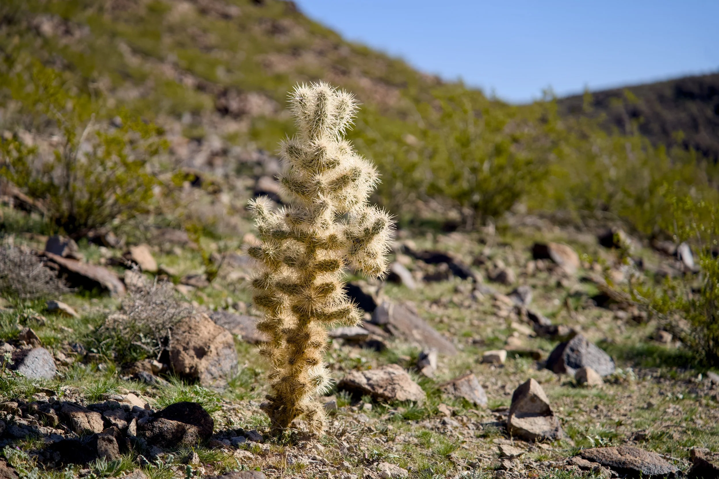 Professional Headshots