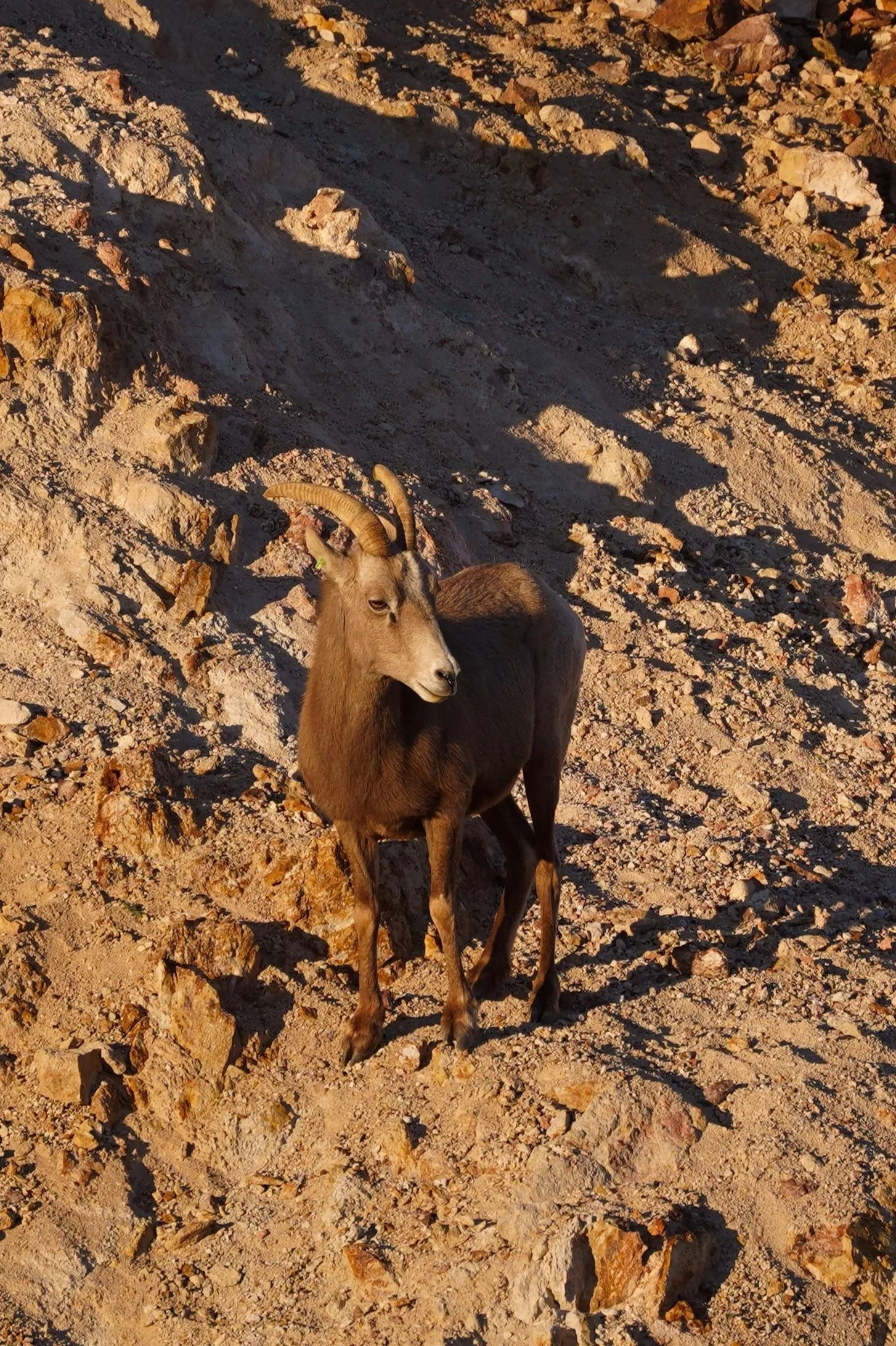 Sports Action Photos