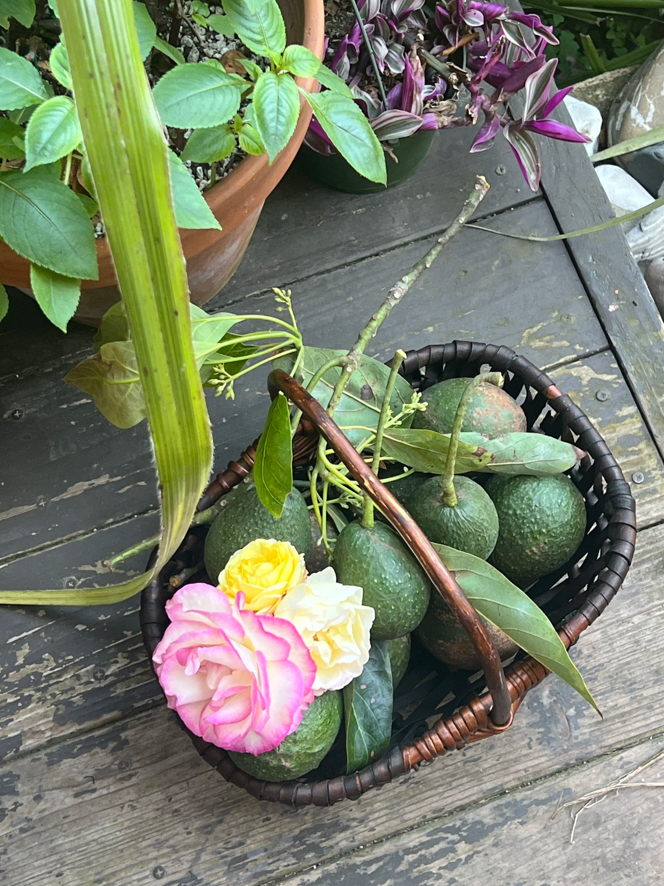 A small basket containing several green citrus fruits, some leaves, and pink and white flowers, resting on a weathered wooden surface near potted plants.