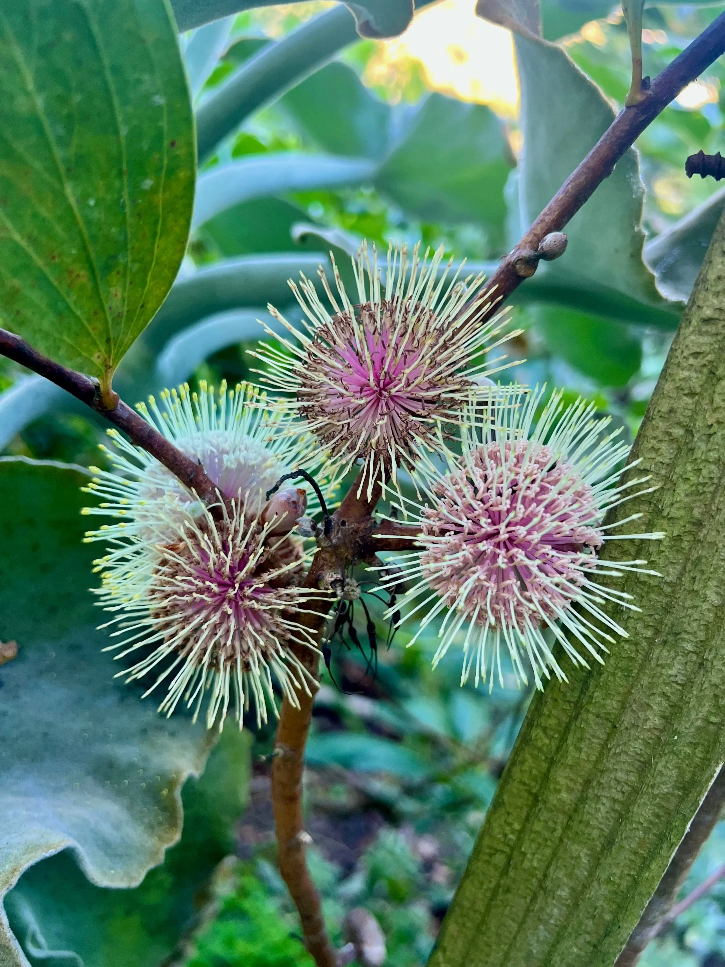 Close-up of a branch with multiple pink and cream-colored spiky flowers or seed heads among green leaves.