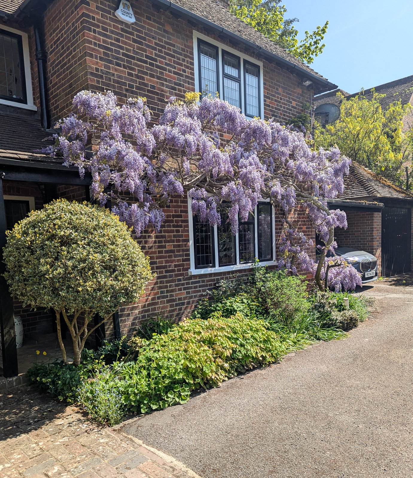 Wisteria in full bloom in Beaconsfield
