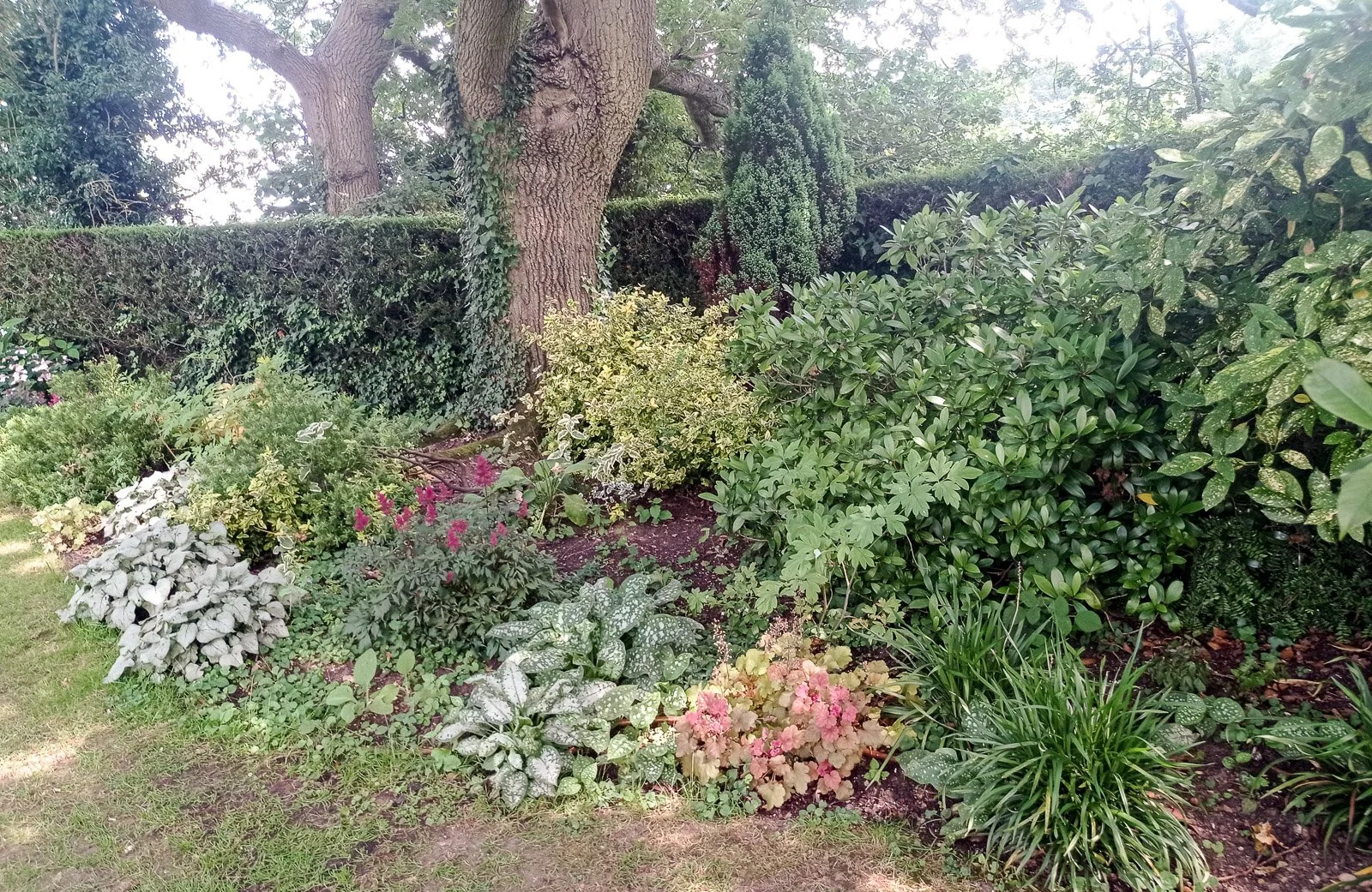 Colourful shady border under an oak tree in Flackwell Heath 