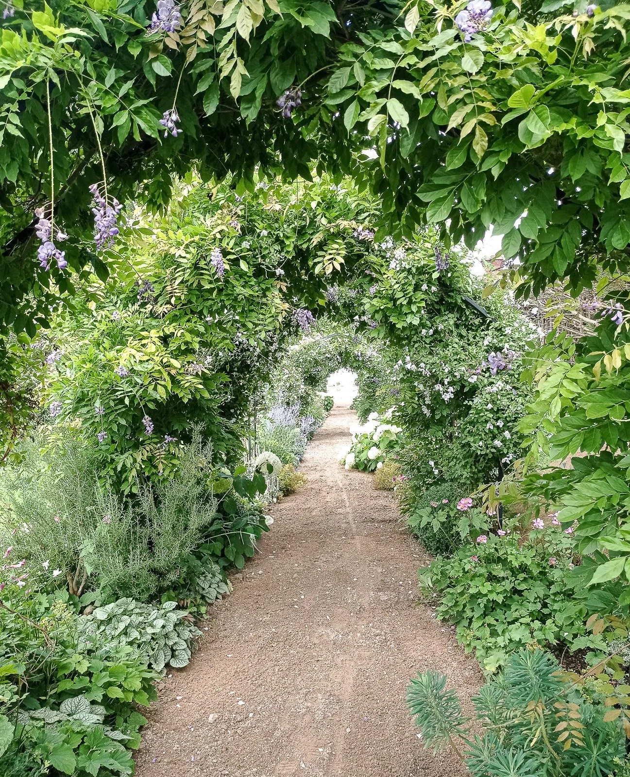 Wisteria and Clematis have been trained by Rachel Newson to cover the arches.