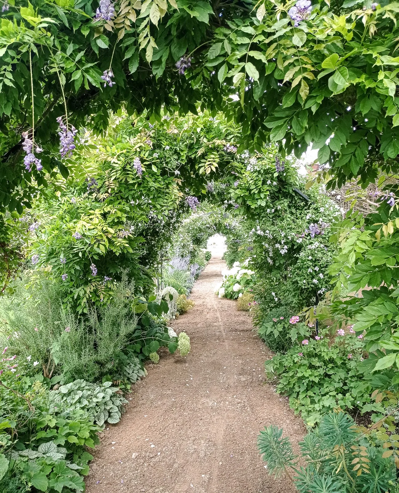 Wisteria and Clematis make this a beautifully scented walkway in Buckinghamshire
 