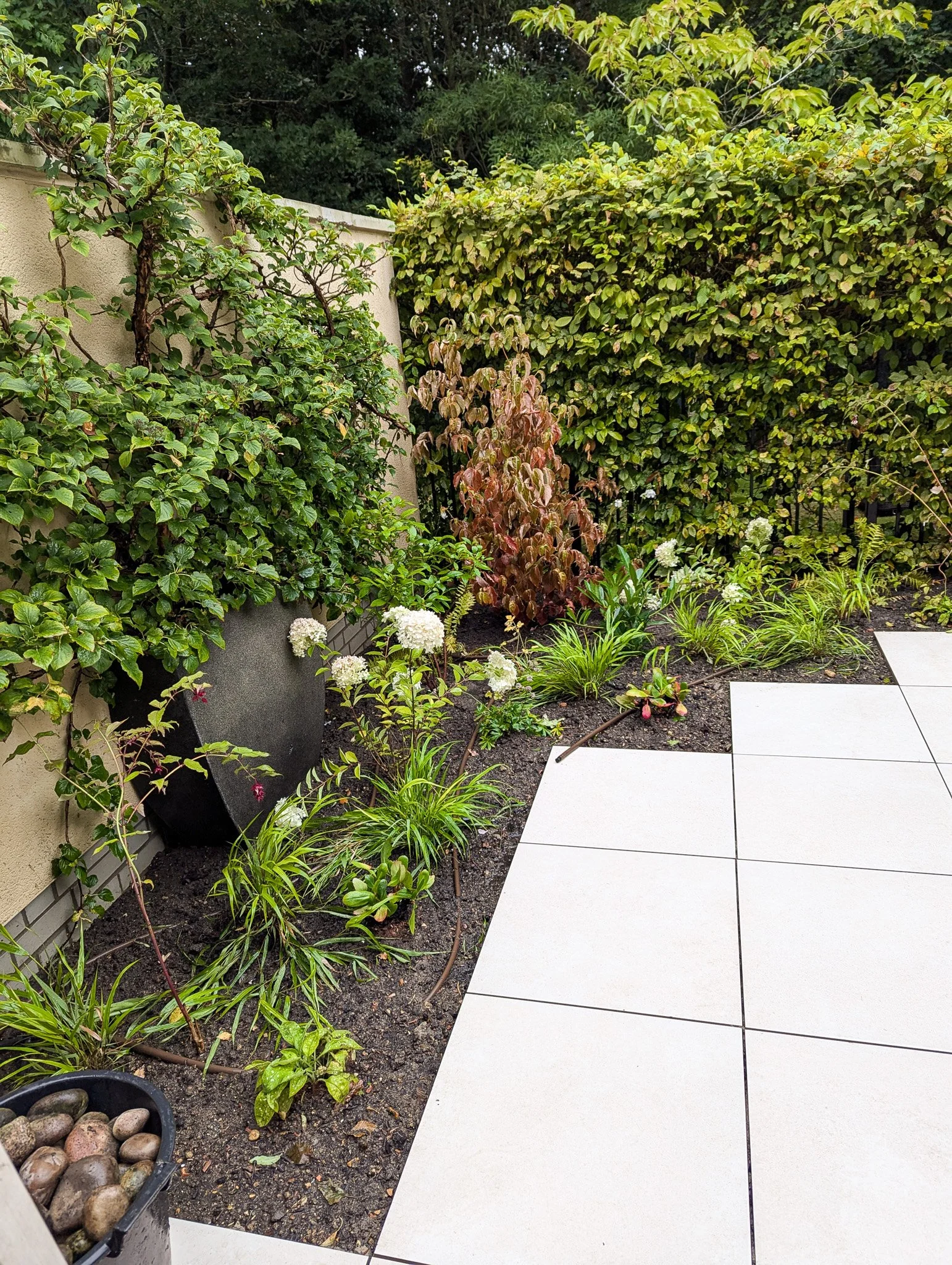 Newly installed porcelain slabs and borders with mixed planting of shade tolerant plants

