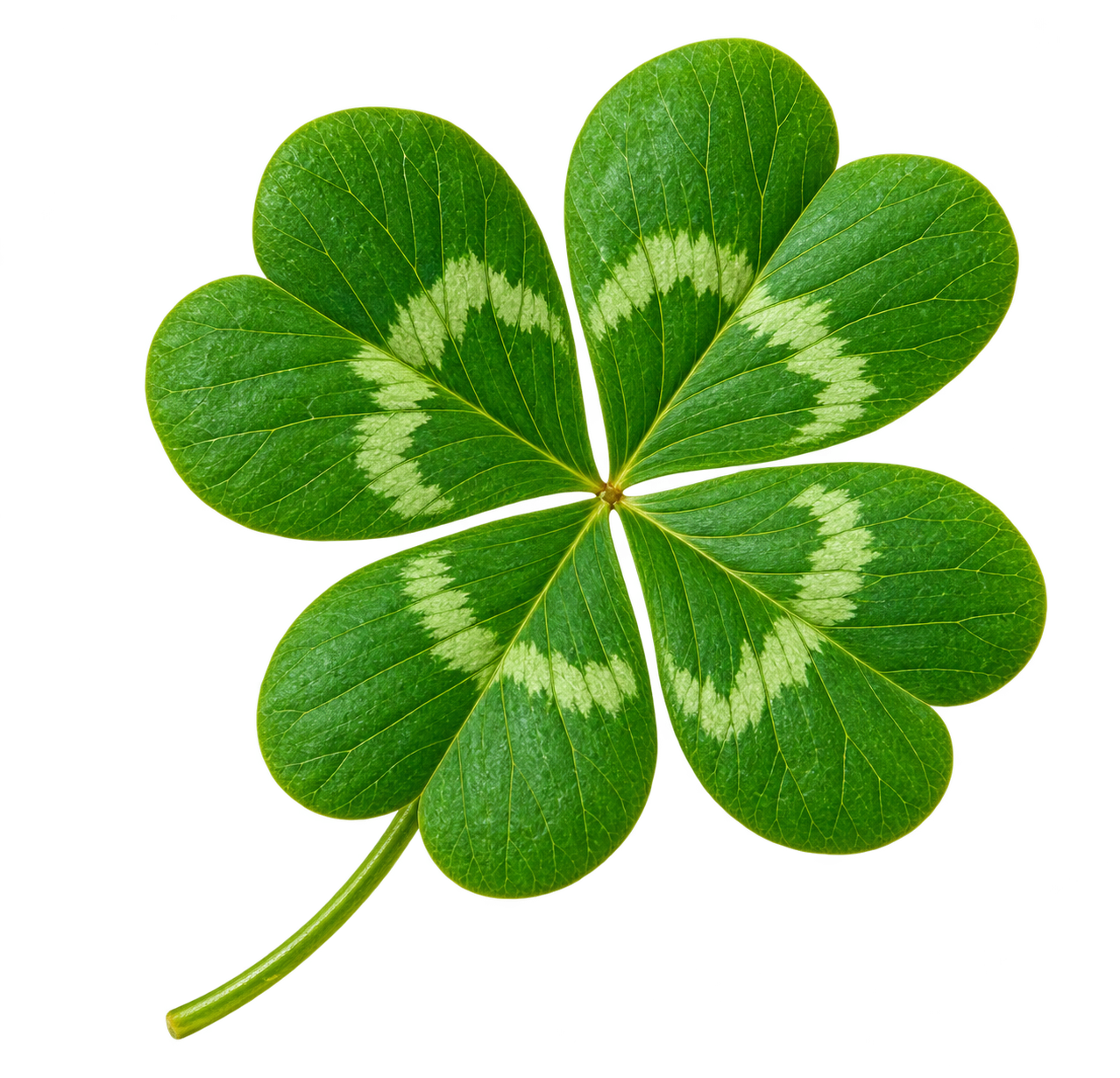 Four-leaf clover with green leaves featuring white variegated markings, isolated on transparent background.