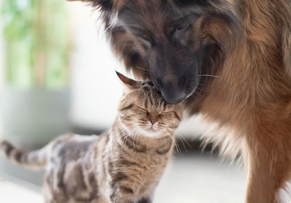 Osaava kumppani lemmikkien hyvinvoinnin tukena